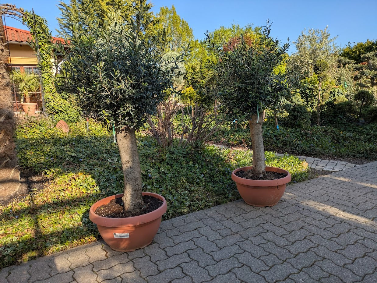 olivenbaum bonsai Style im Toskanagaten