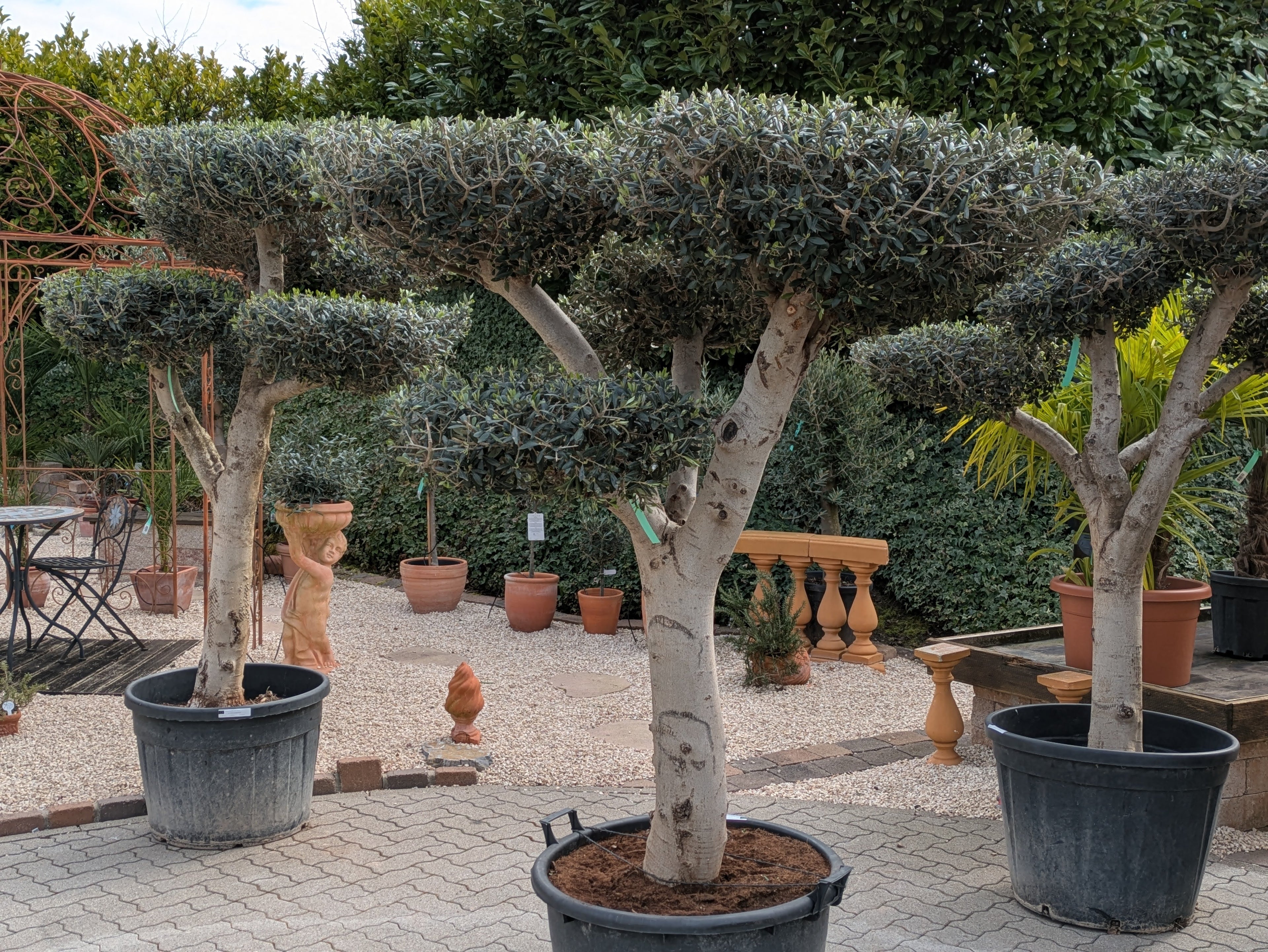 Olivenbaum Gartenbonsai XXL
