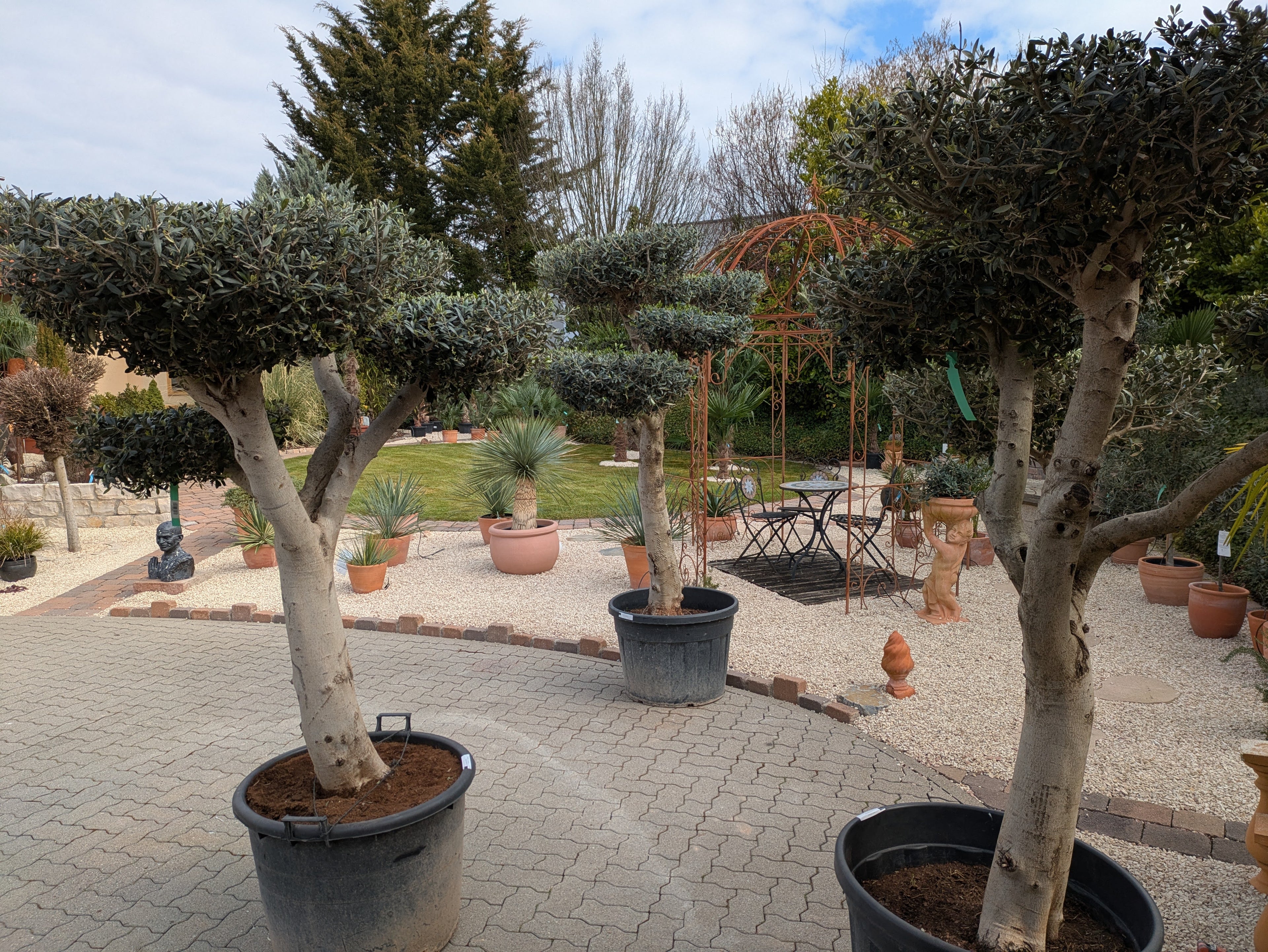 Olivenbaum Gartenbonsai XXL im Toskanagarten