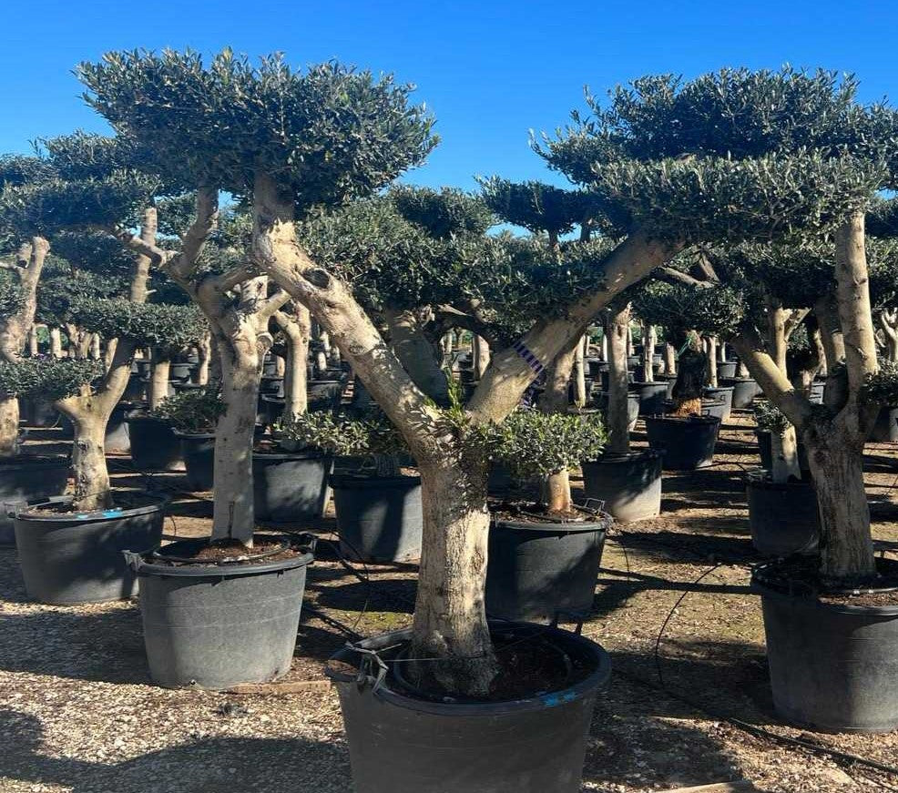 Olea Europaea Bommel Young Skin Toskanagarten Lingenfeld