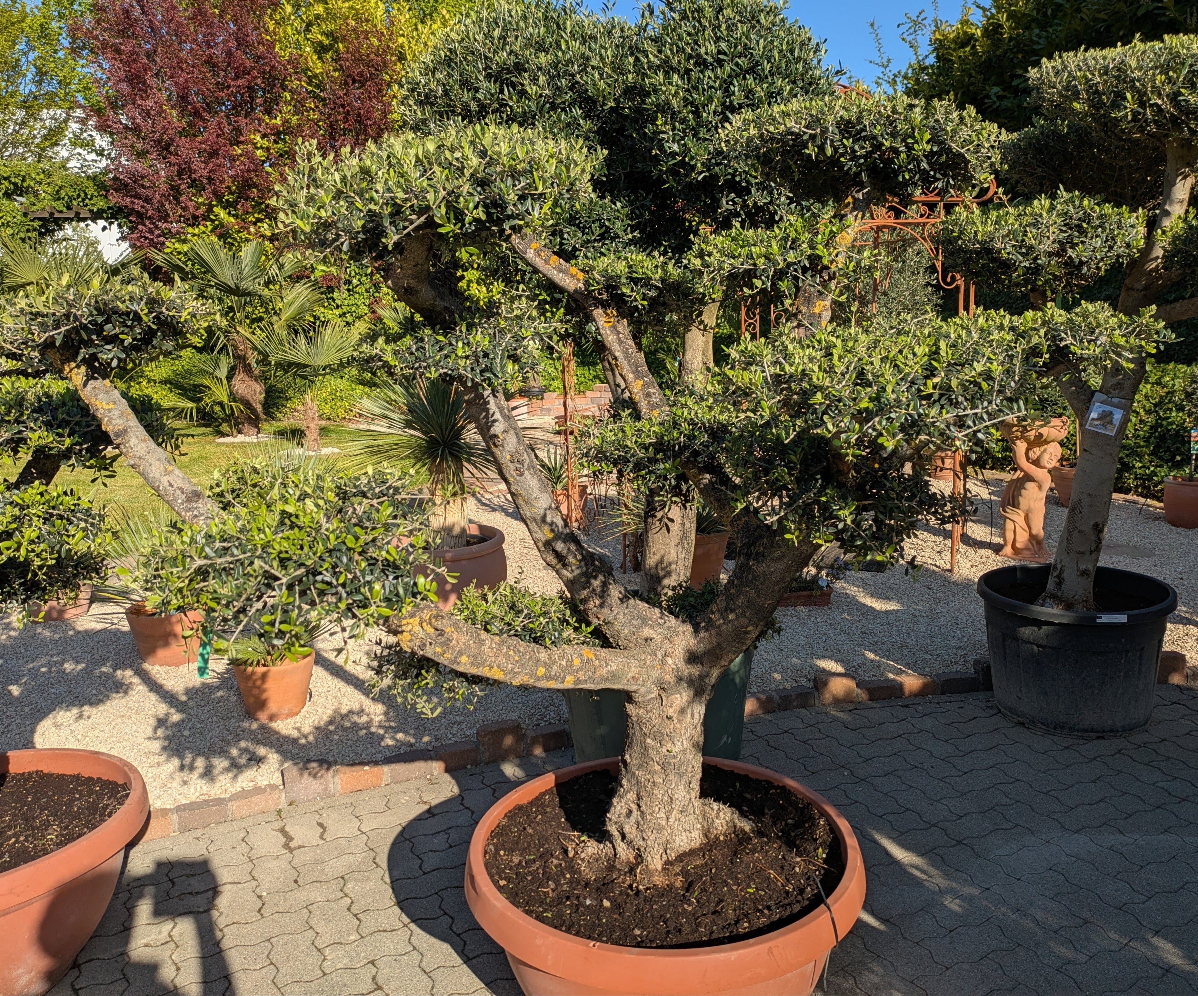 160 jähriger Bonsai Bommel Olivenbaum