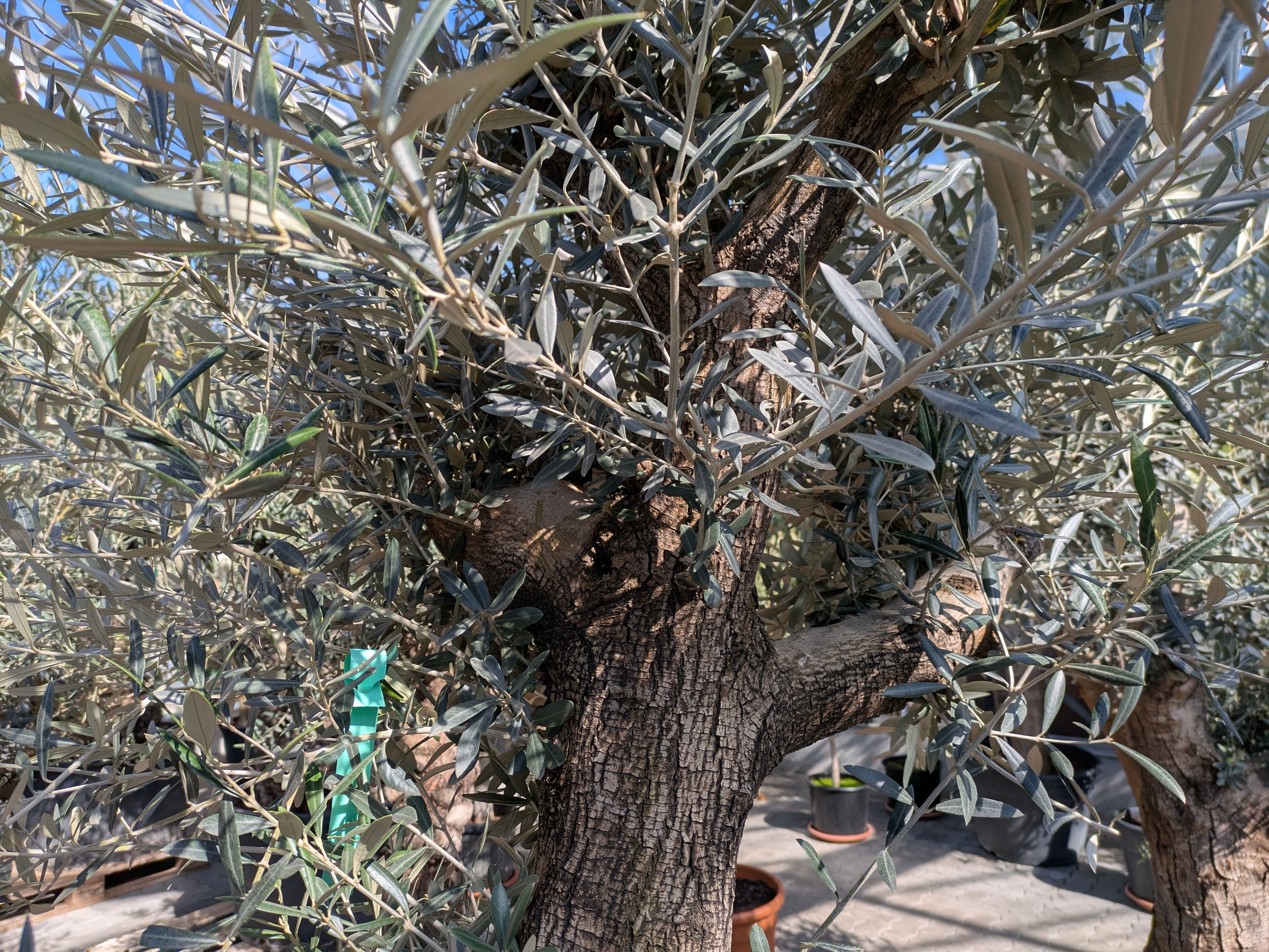Krone Olivenbaum lechin 120 Jhre alt