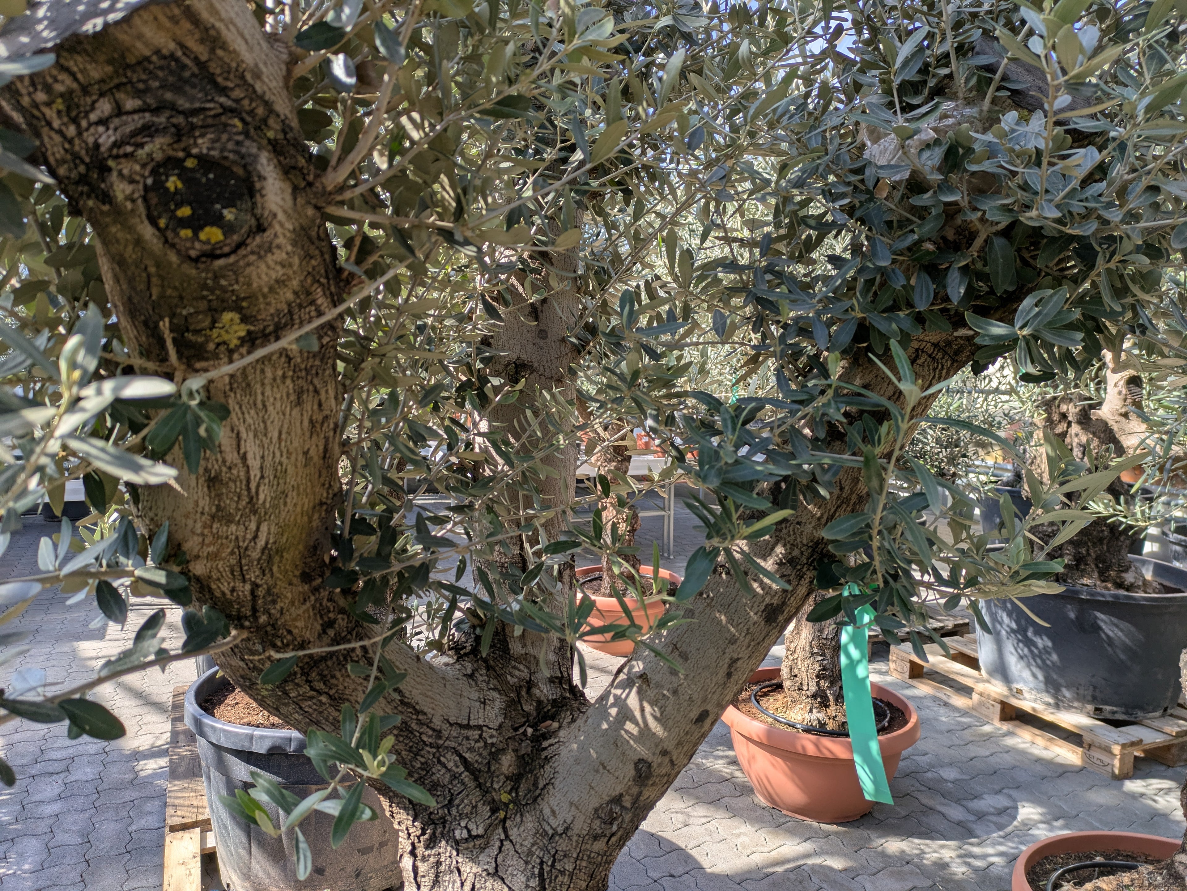 Aste Olivenbaum lechin 120 Jhre alt