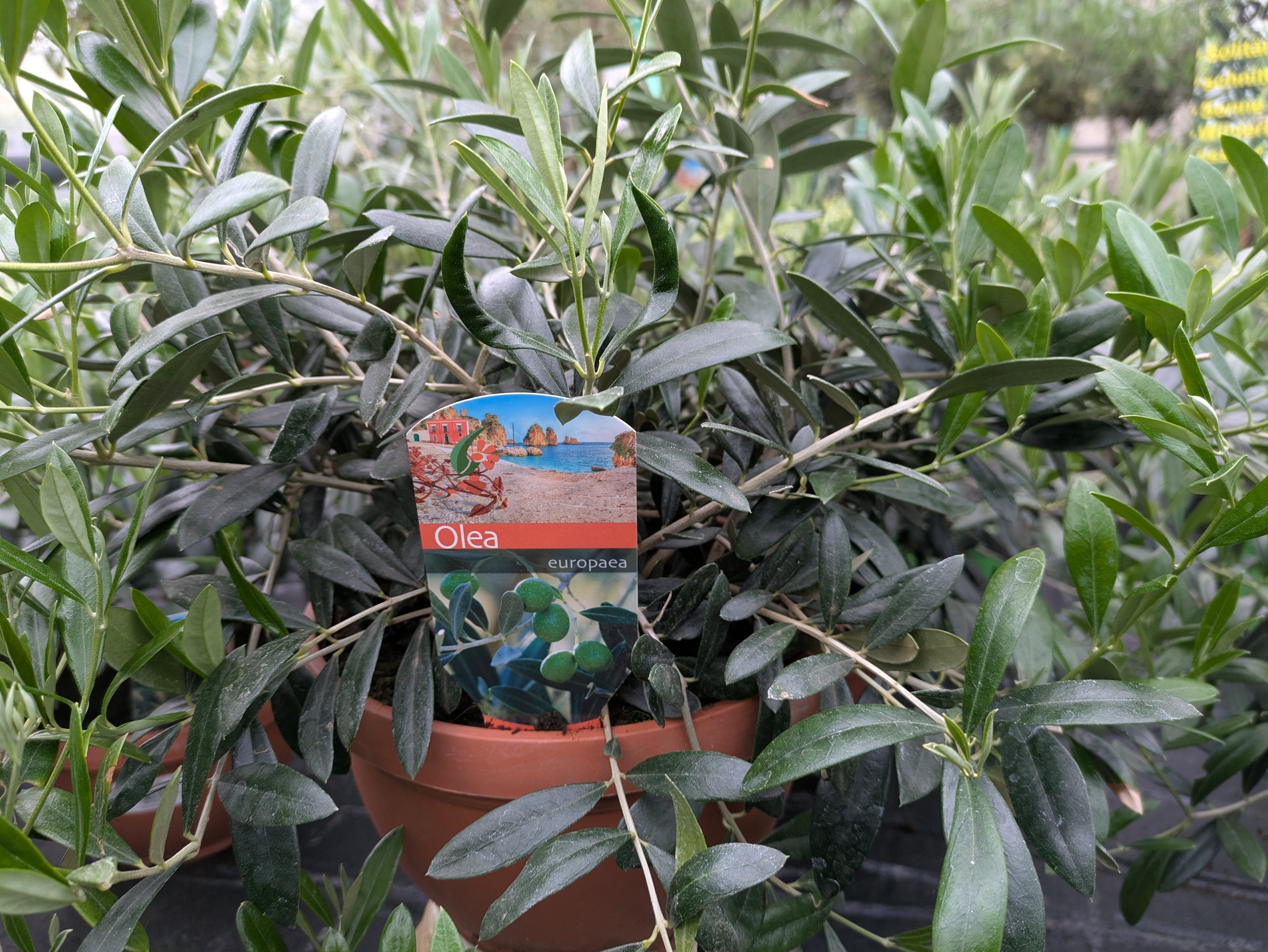 olive Bonsaischale 50cm