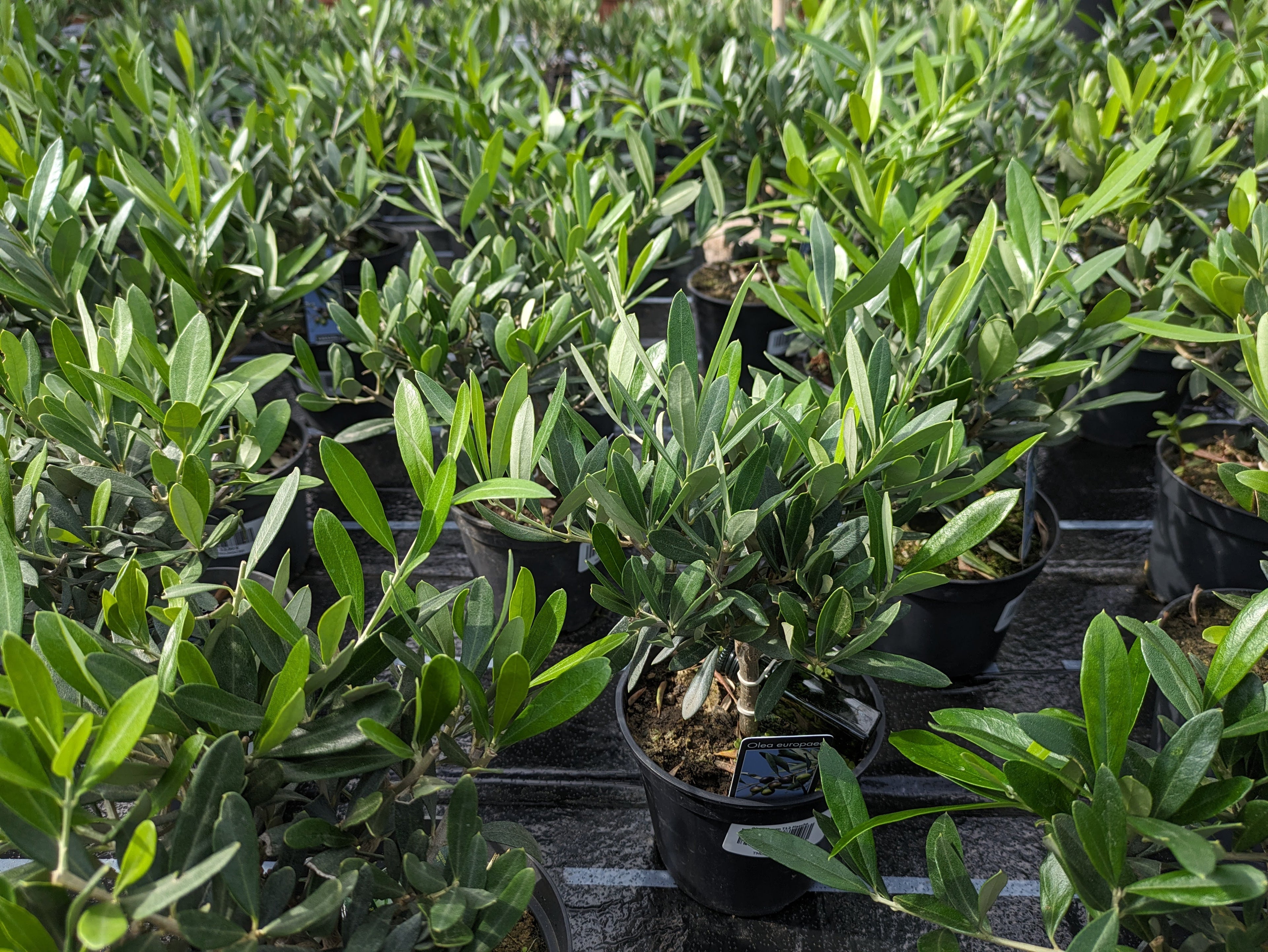 Olea europaea 1 Jährige mit Ölflache