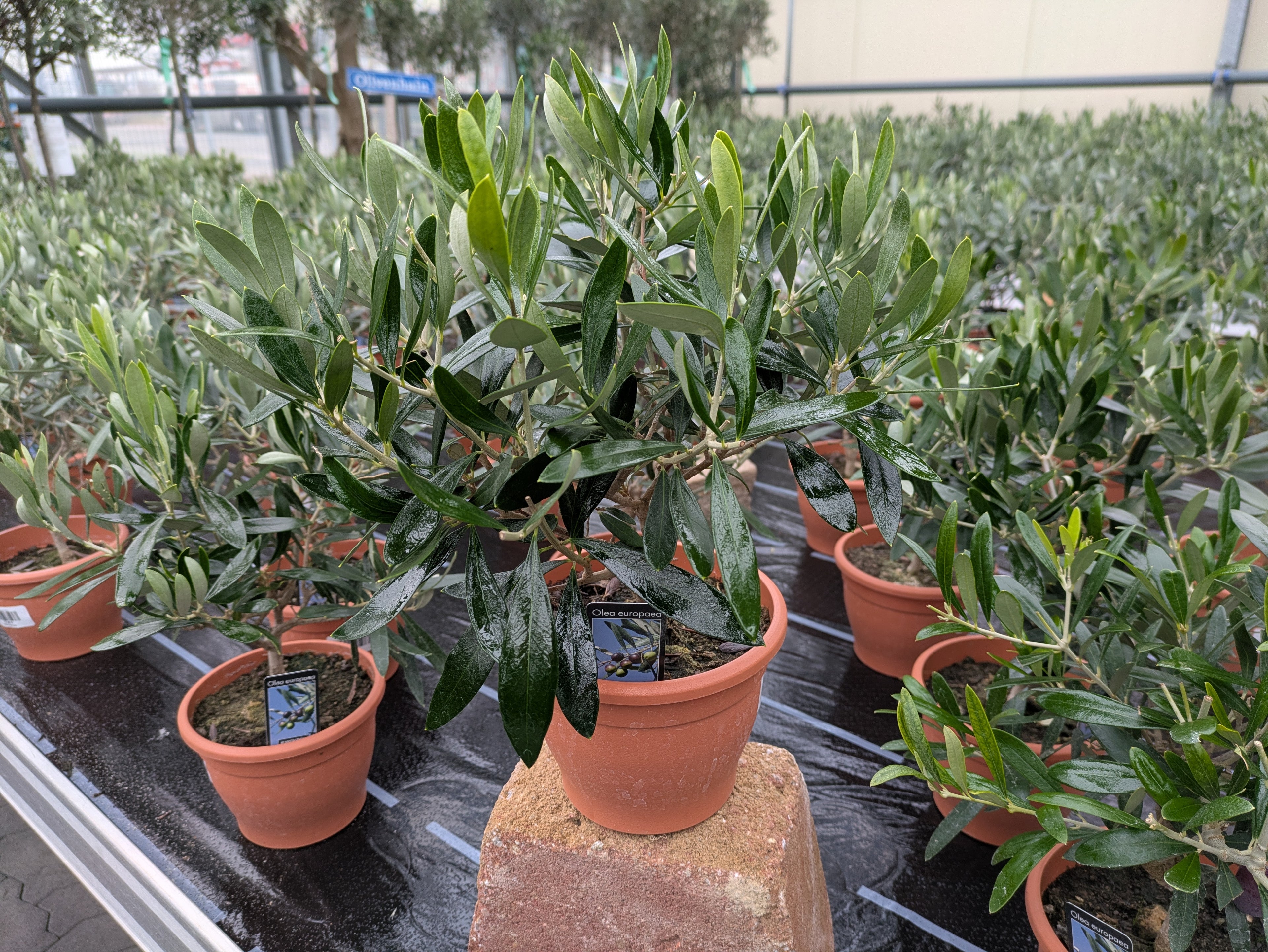 Olivenbäumchen zweijährig im Toskanagarten Lingenfeld