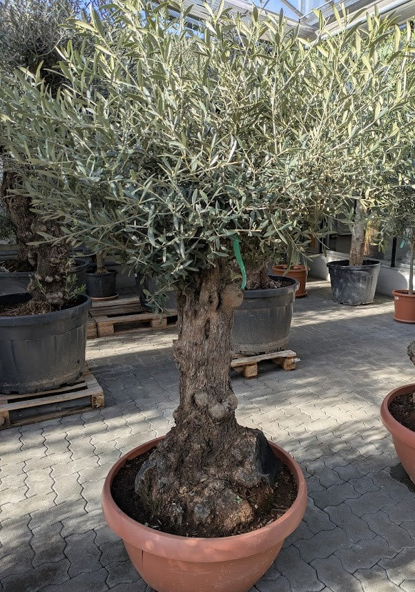 Olivenbaum knorriger Bonsai 100 Jahre – toskanagartenshop