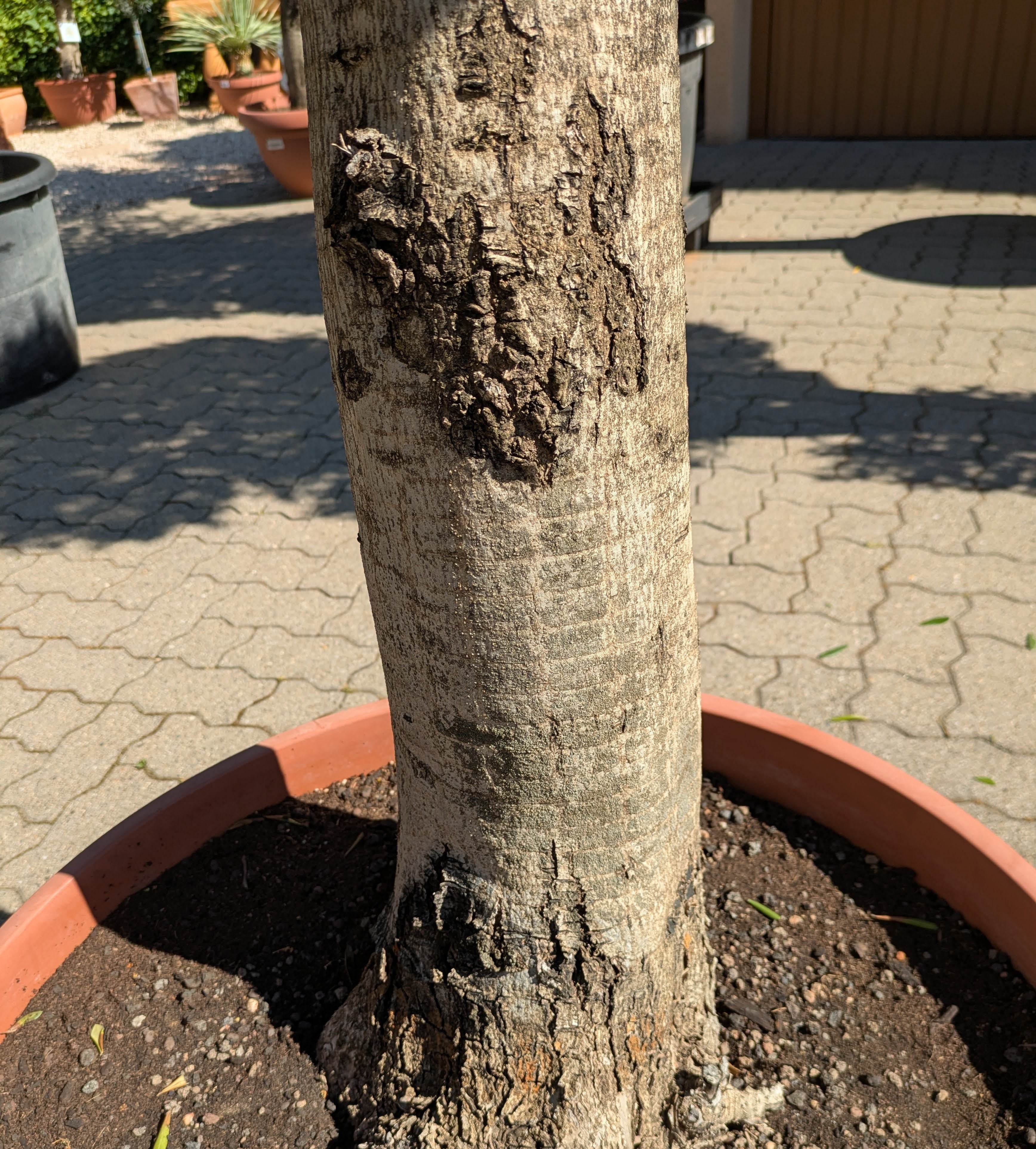 Olivenbaum 100 Jahre alt Stamm