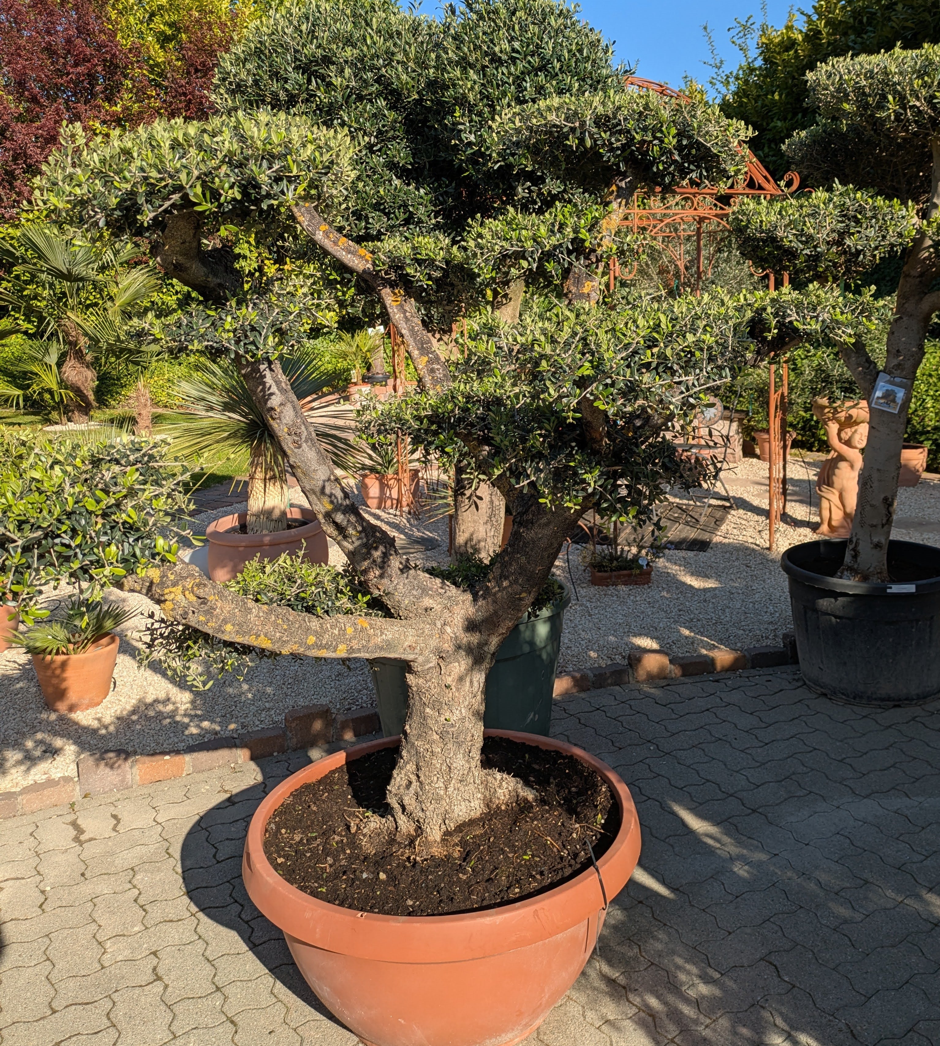 160 jähriger Bonsai Bommel Olivenbaum