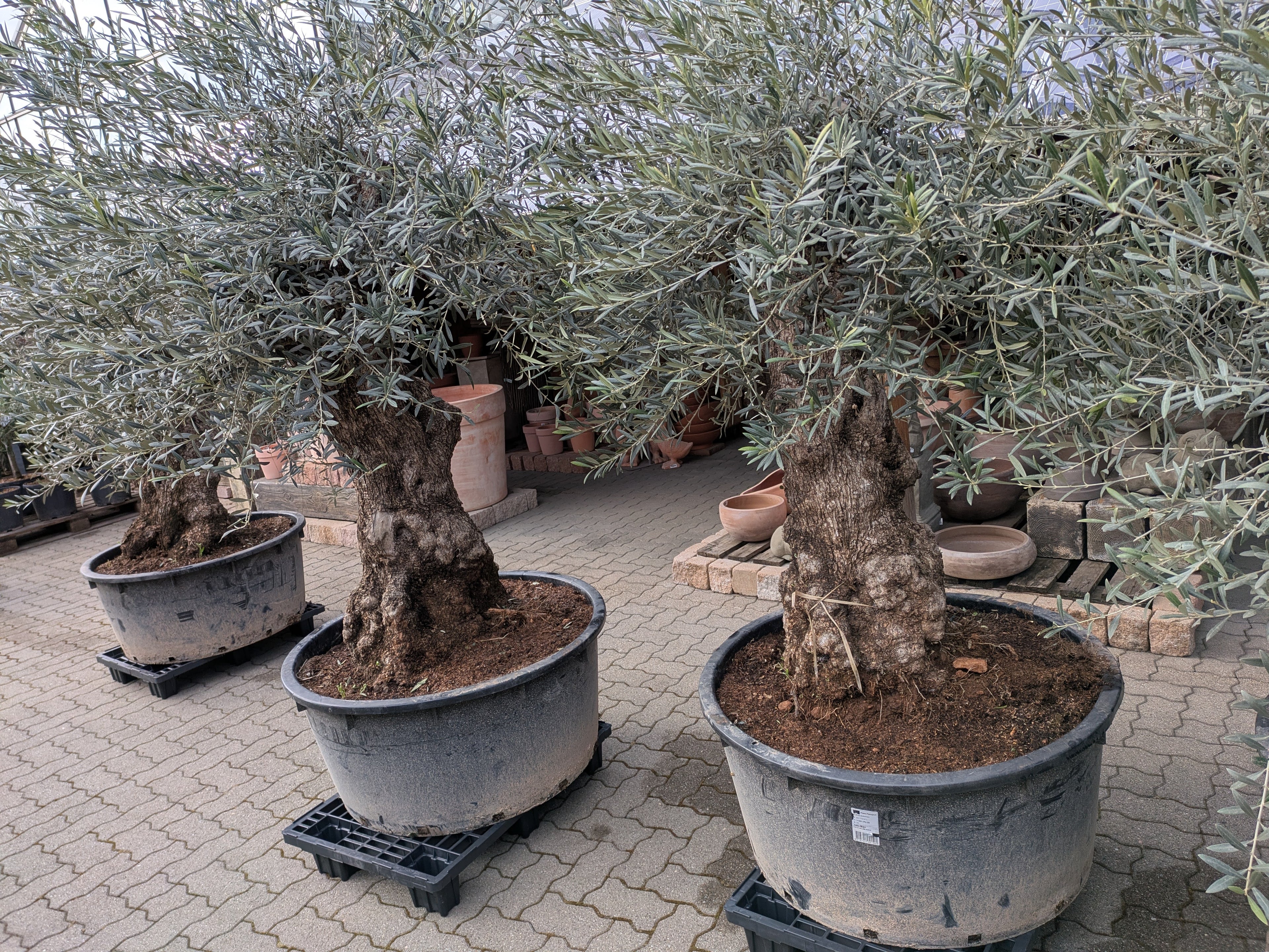 Uralter Olivenbaum