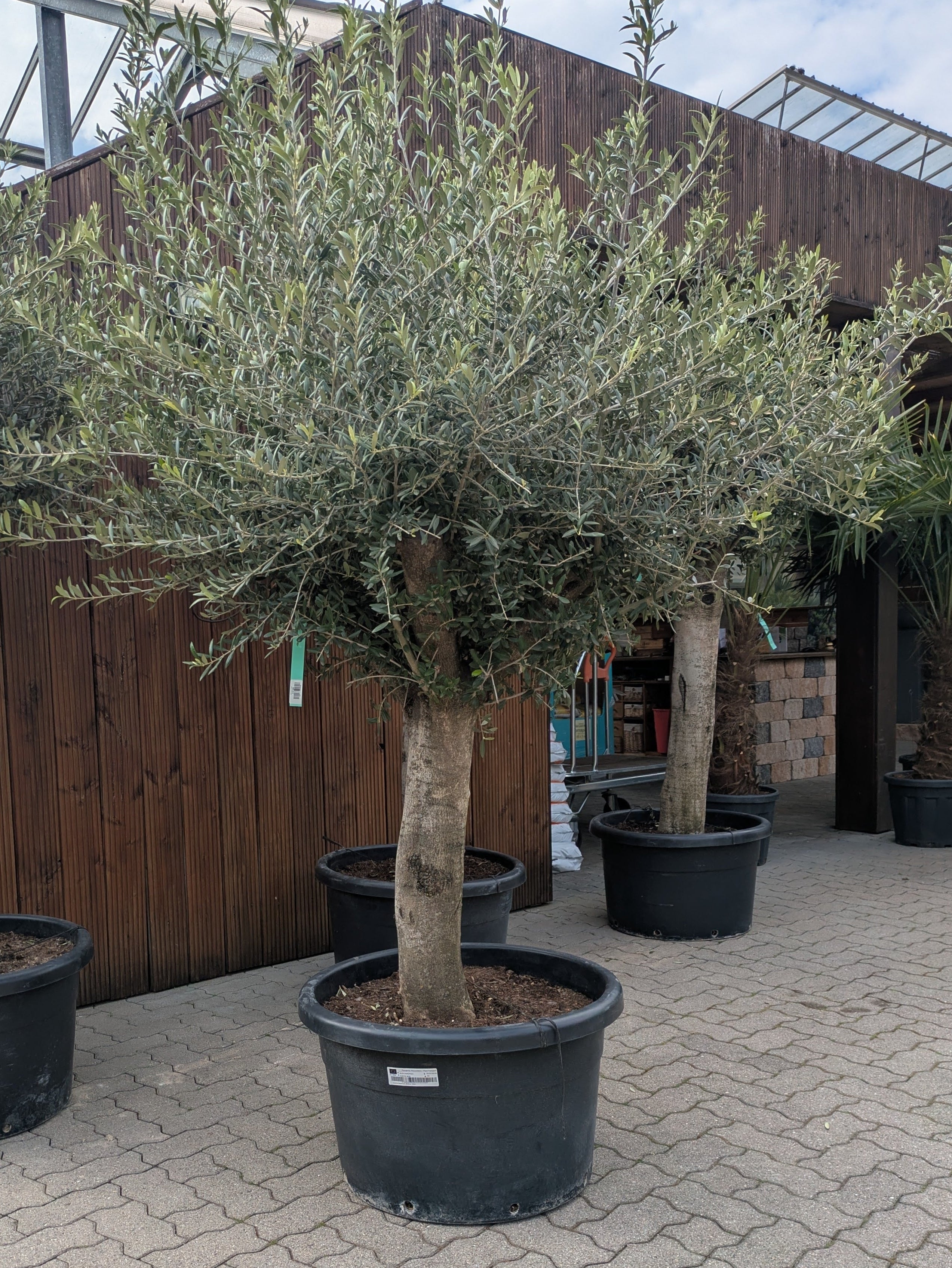 Olea oleaster