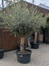 Olea oleaster