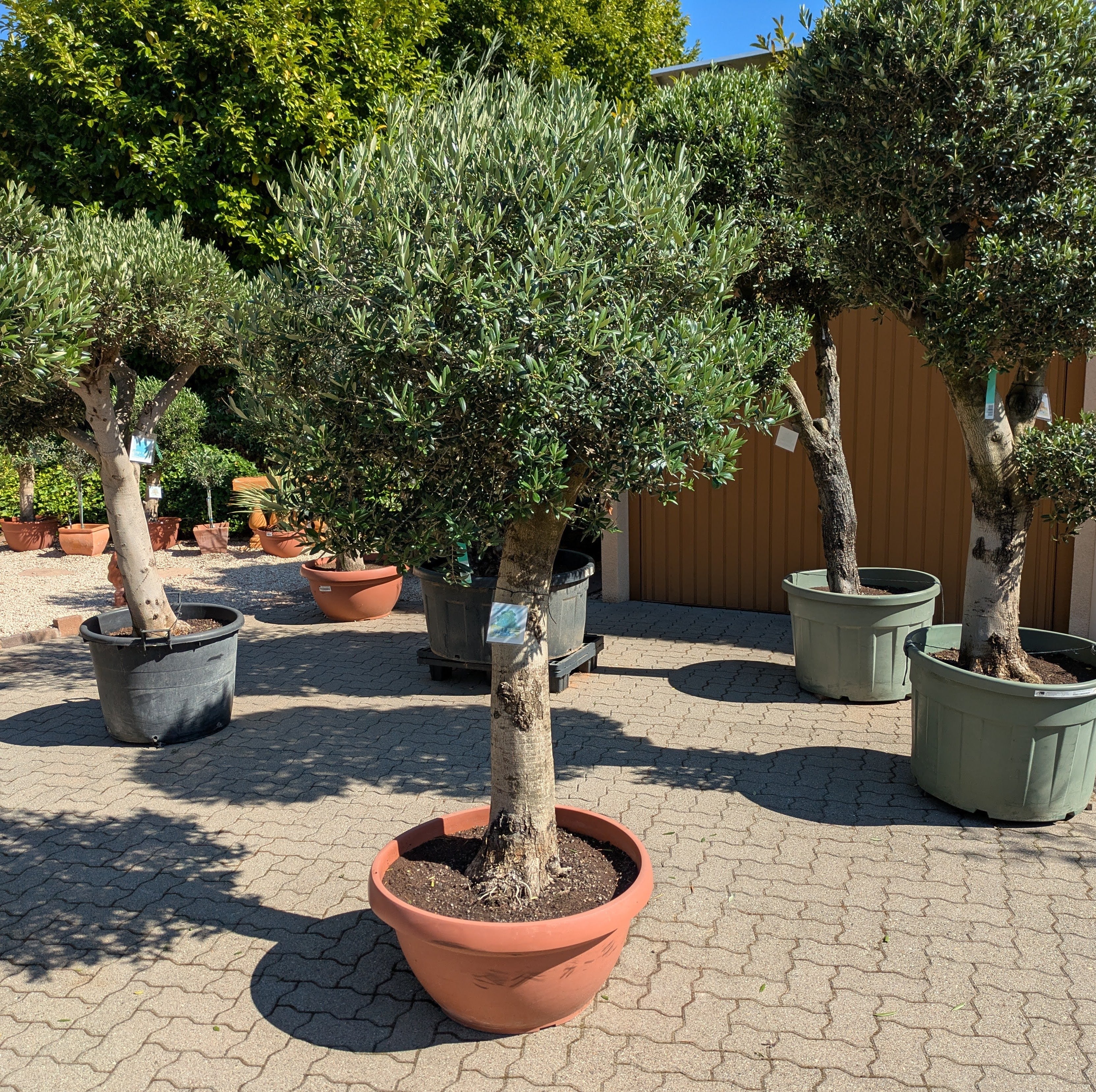 Olivenbaum 100 Jahre alt Bonsai