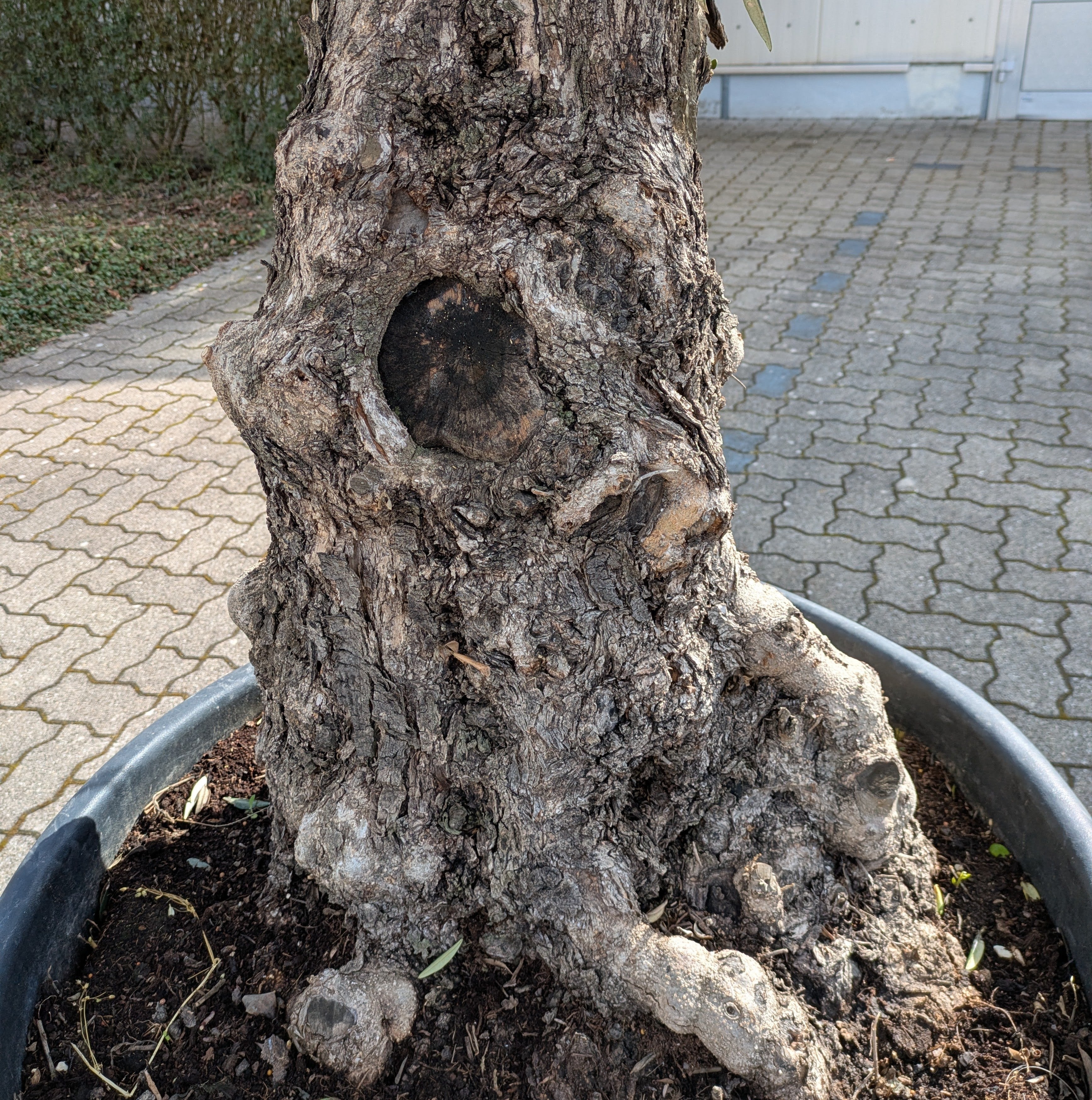 Stamm uralter verzweigter Olivenbaum