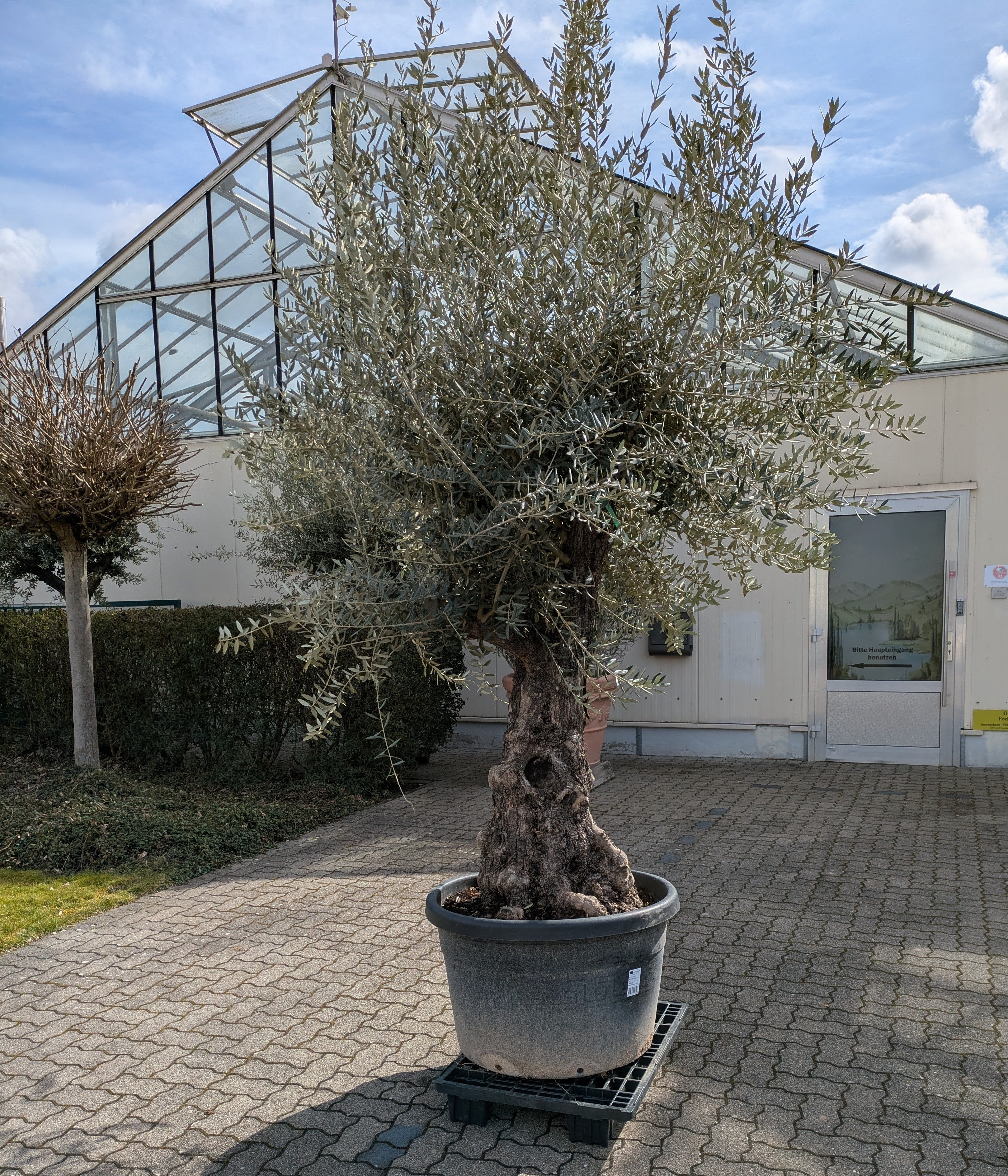 uralter verzweigter Olivenbaum 160 Jahre alt