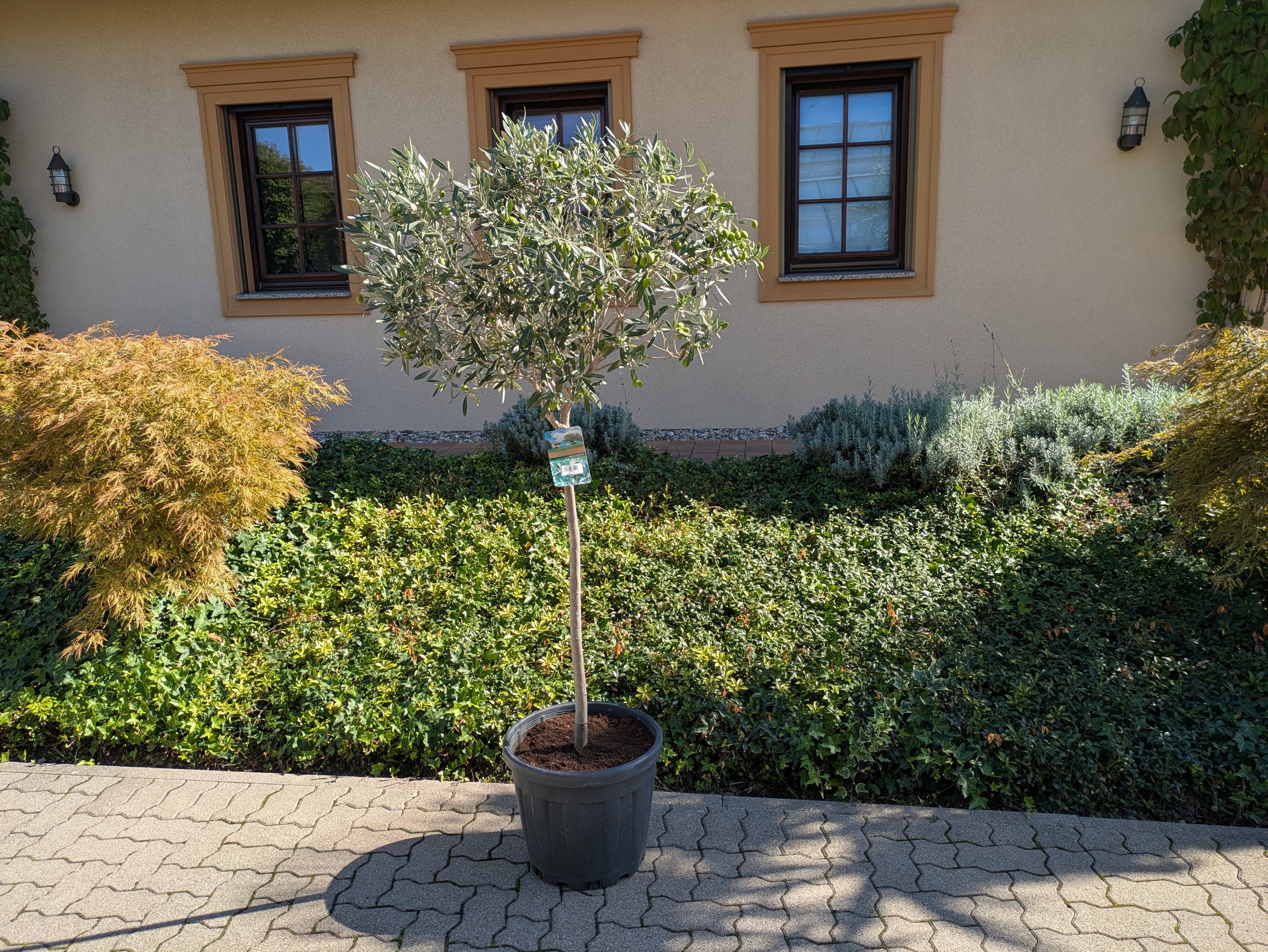 Olivenbaum 190 cm mit schöner Kugelkrone