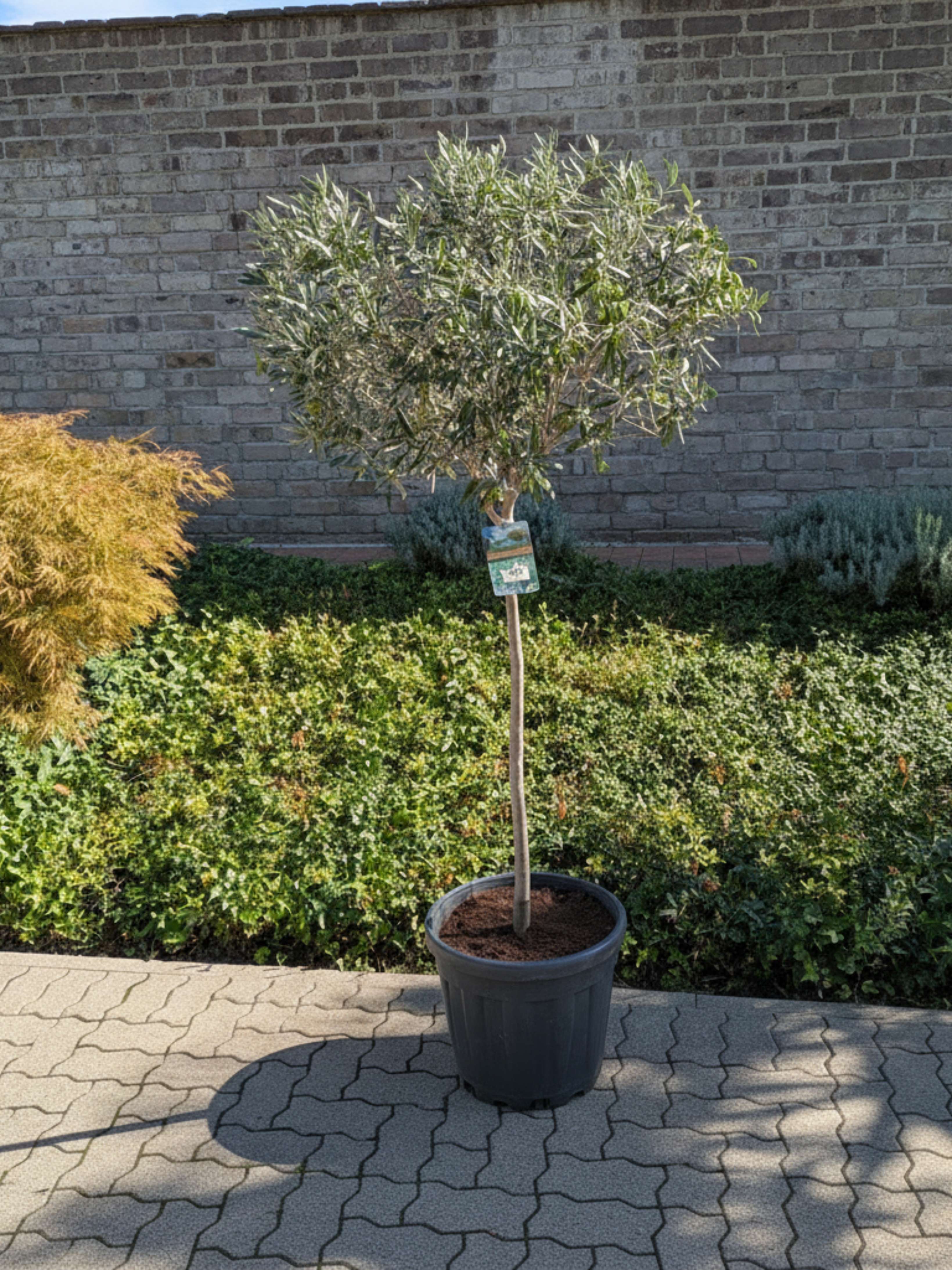 Olivenbaum vor Mauer