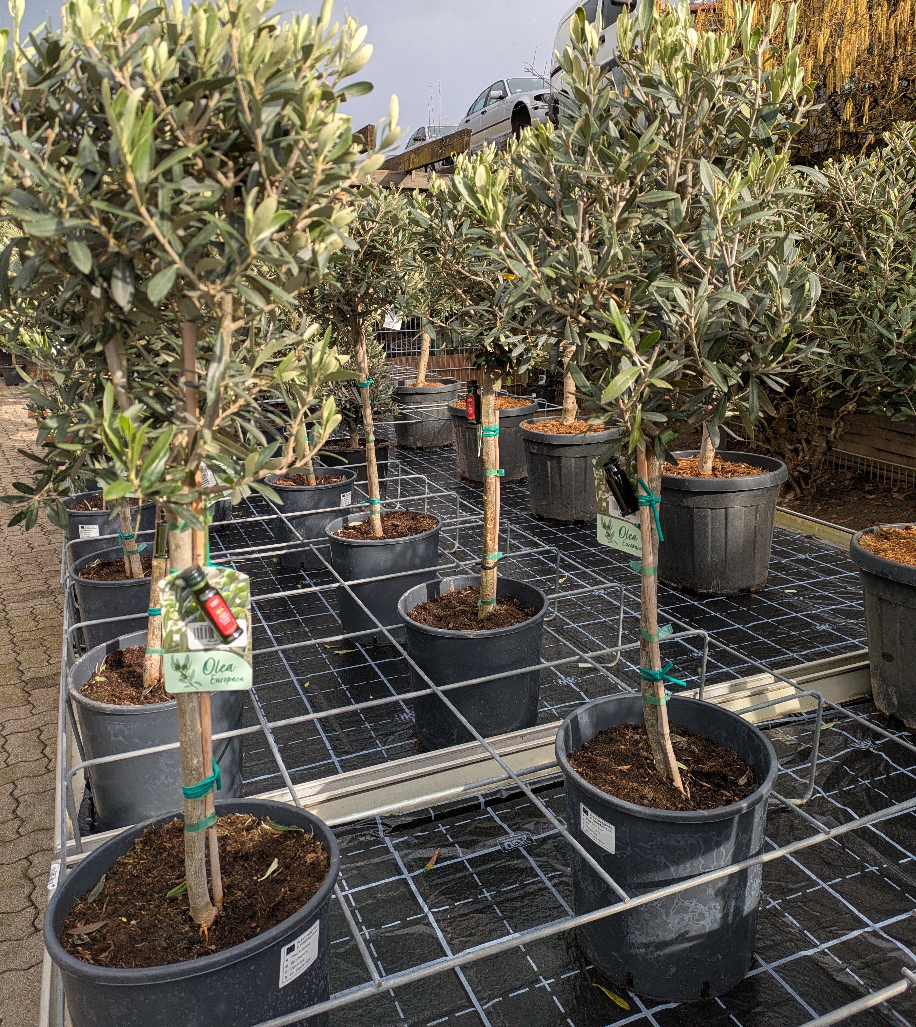 Olivenbaum Tribu in der Gärtnerei Scherer Lingenfeld