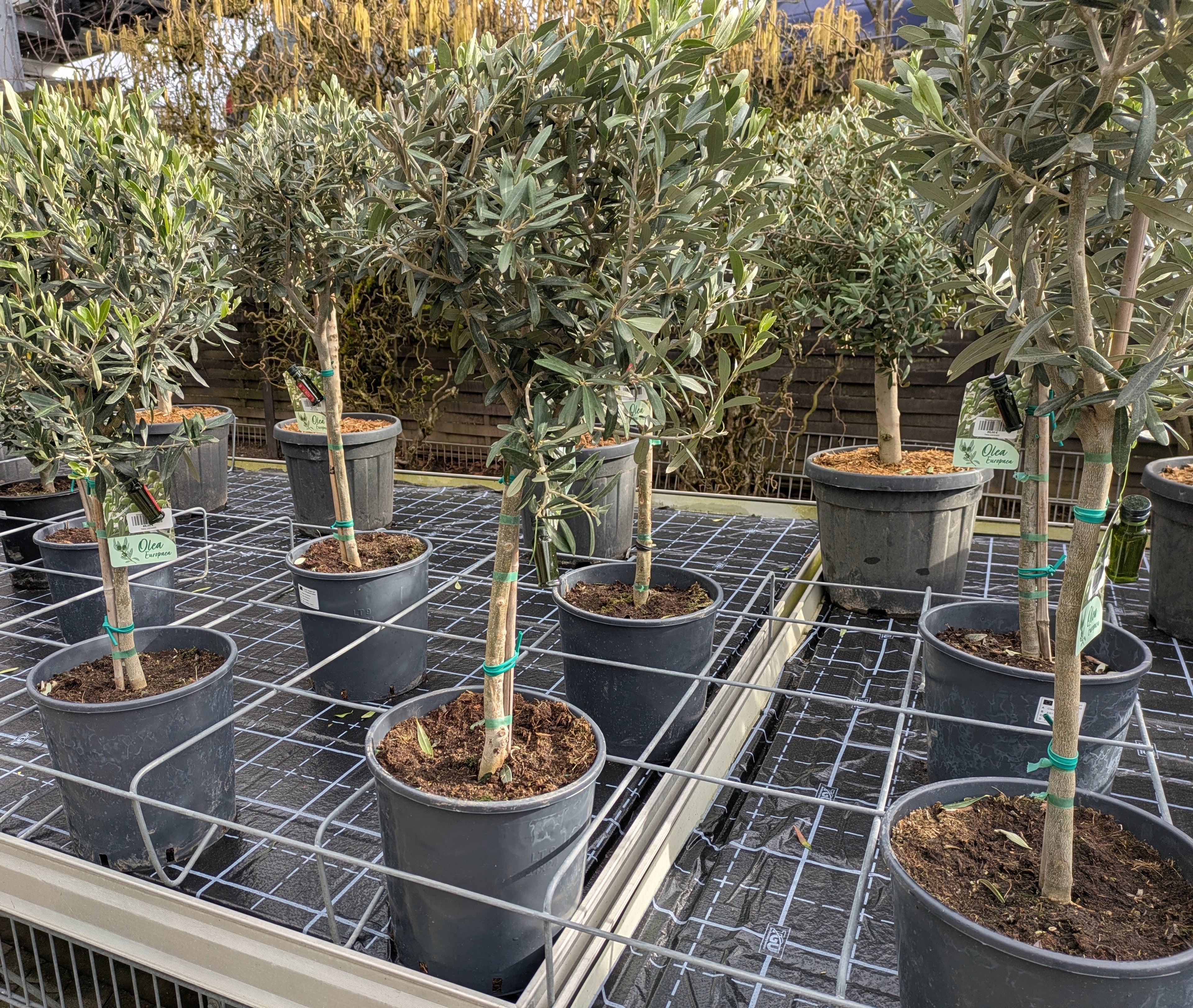 Olivenbaum Tribu qualität aus der Pfalz