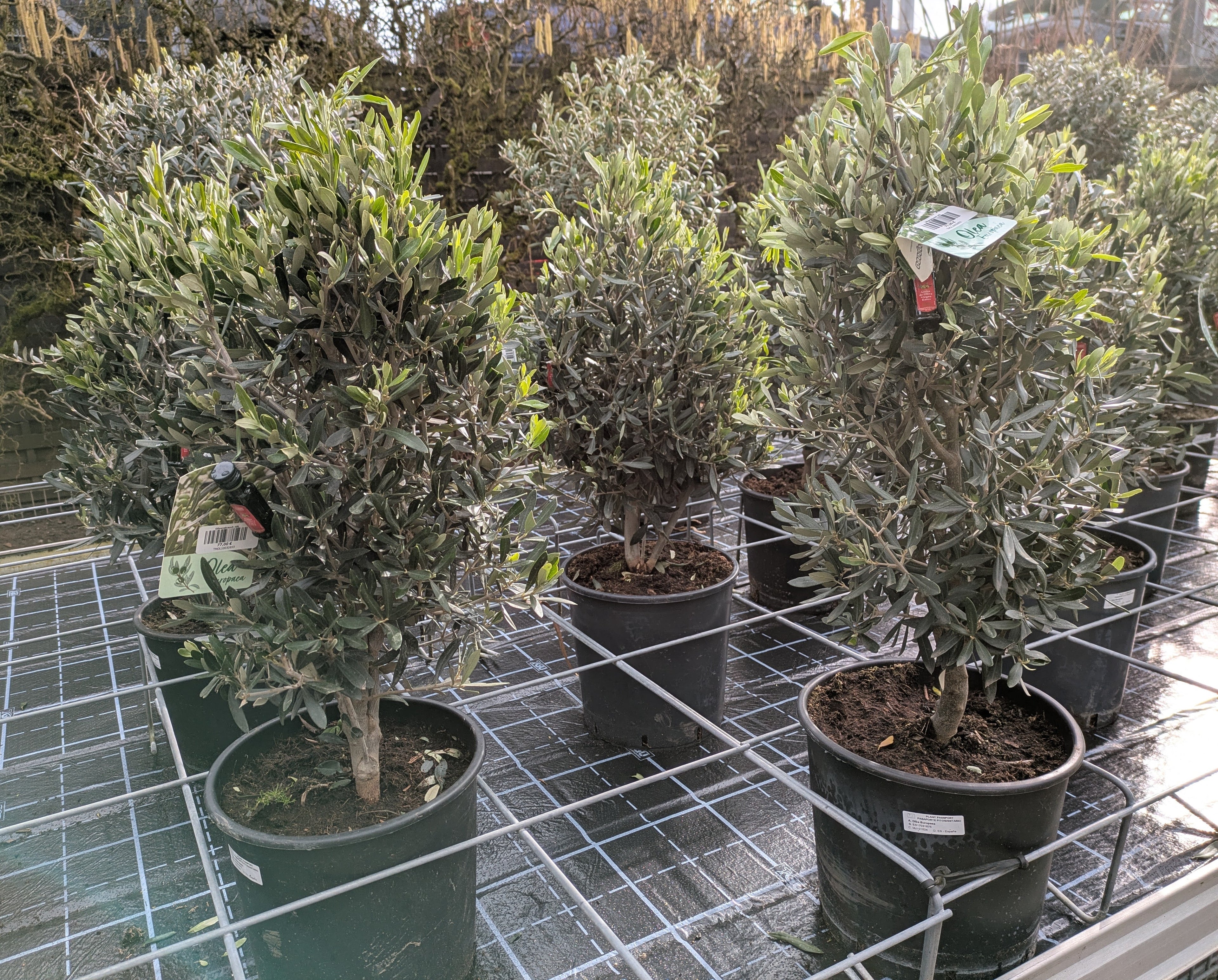 Olivenbusch Kegelform " Arbusto"