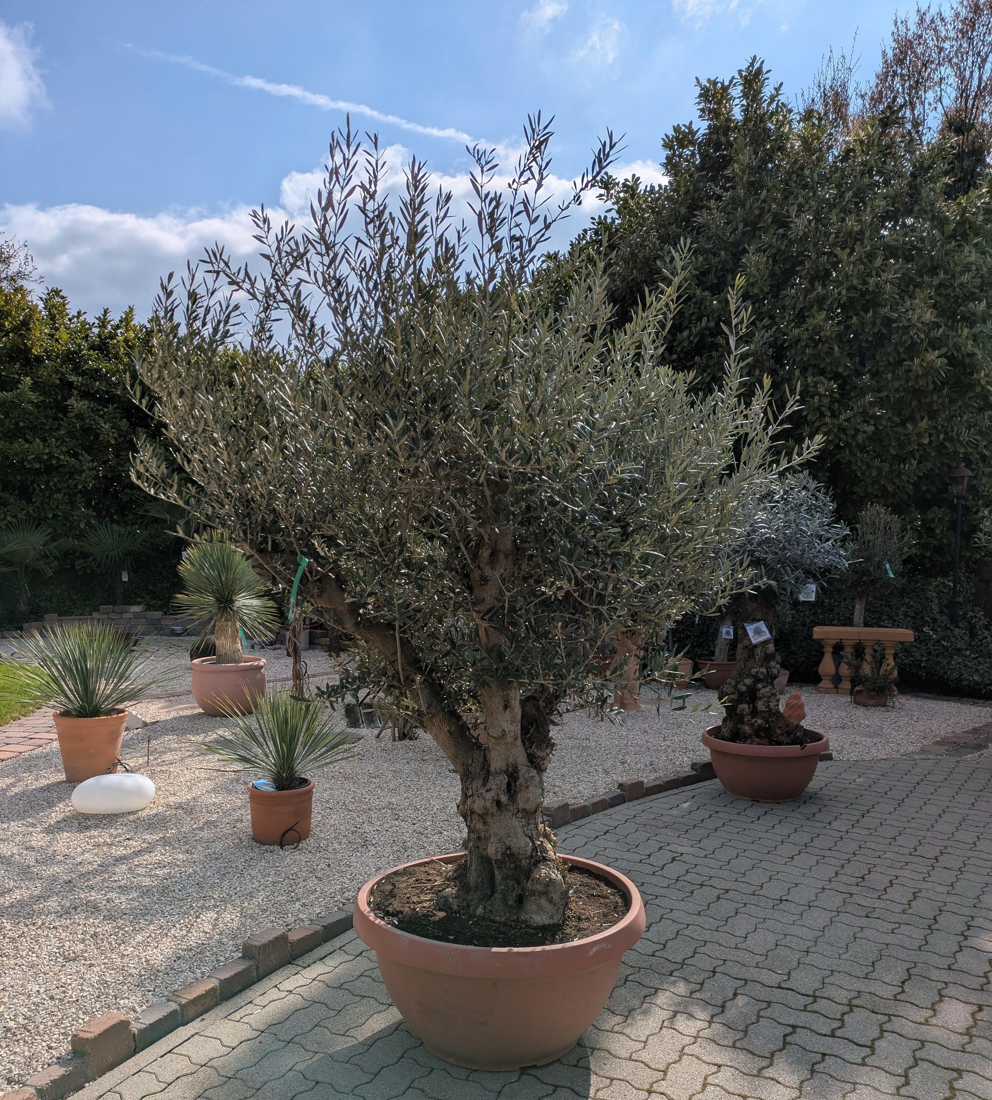 Olivenbaum Bonsai 140 Jare alt im Toskanagarten