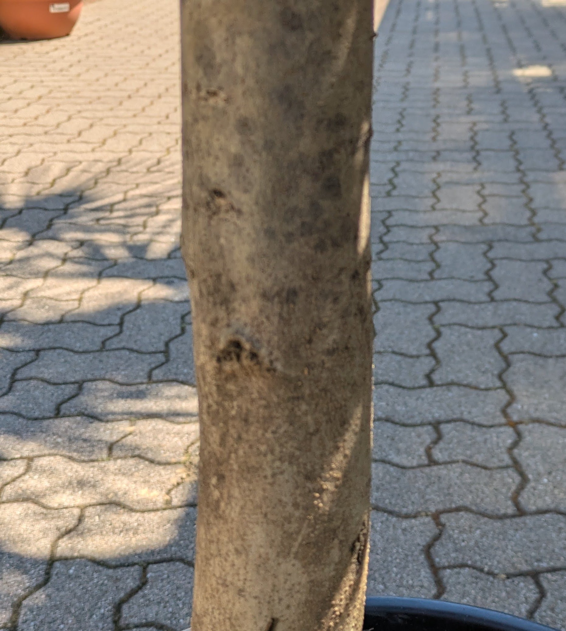 Olivenbaum 35 Jahre Stamm