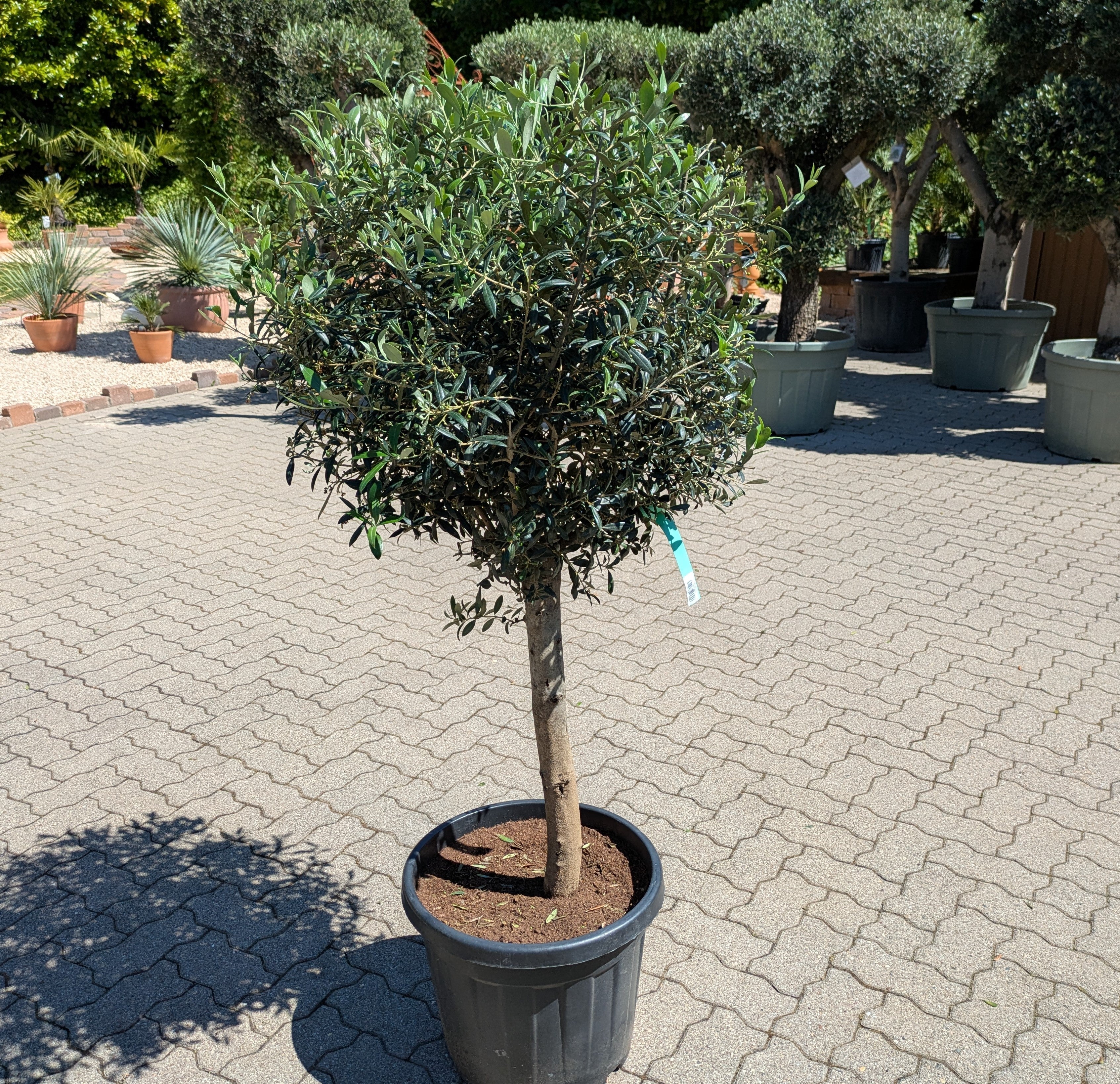 Olivenbaum 35 Jahre im Toskanagarten