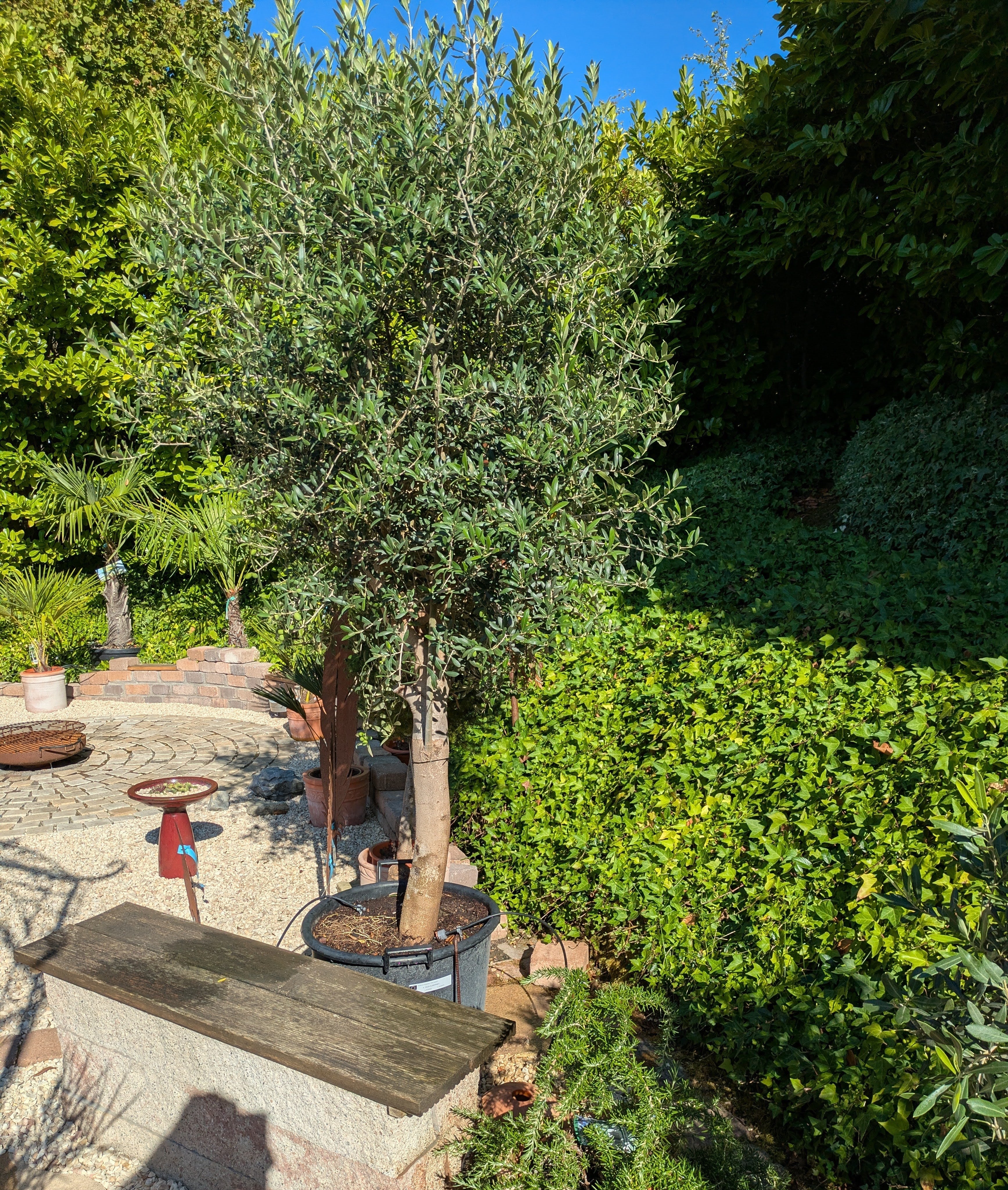 Olivenbaum 50 Jahre alt im Schaugarten/ Toskanagarten