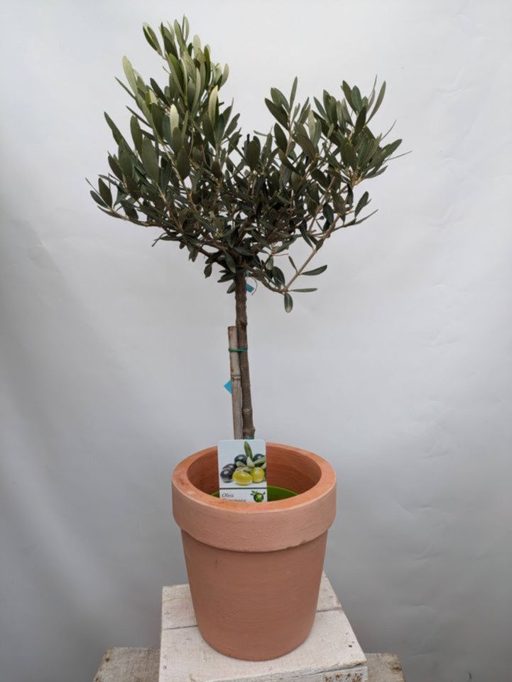 Olivenbaum 60cm im Terraübertopf