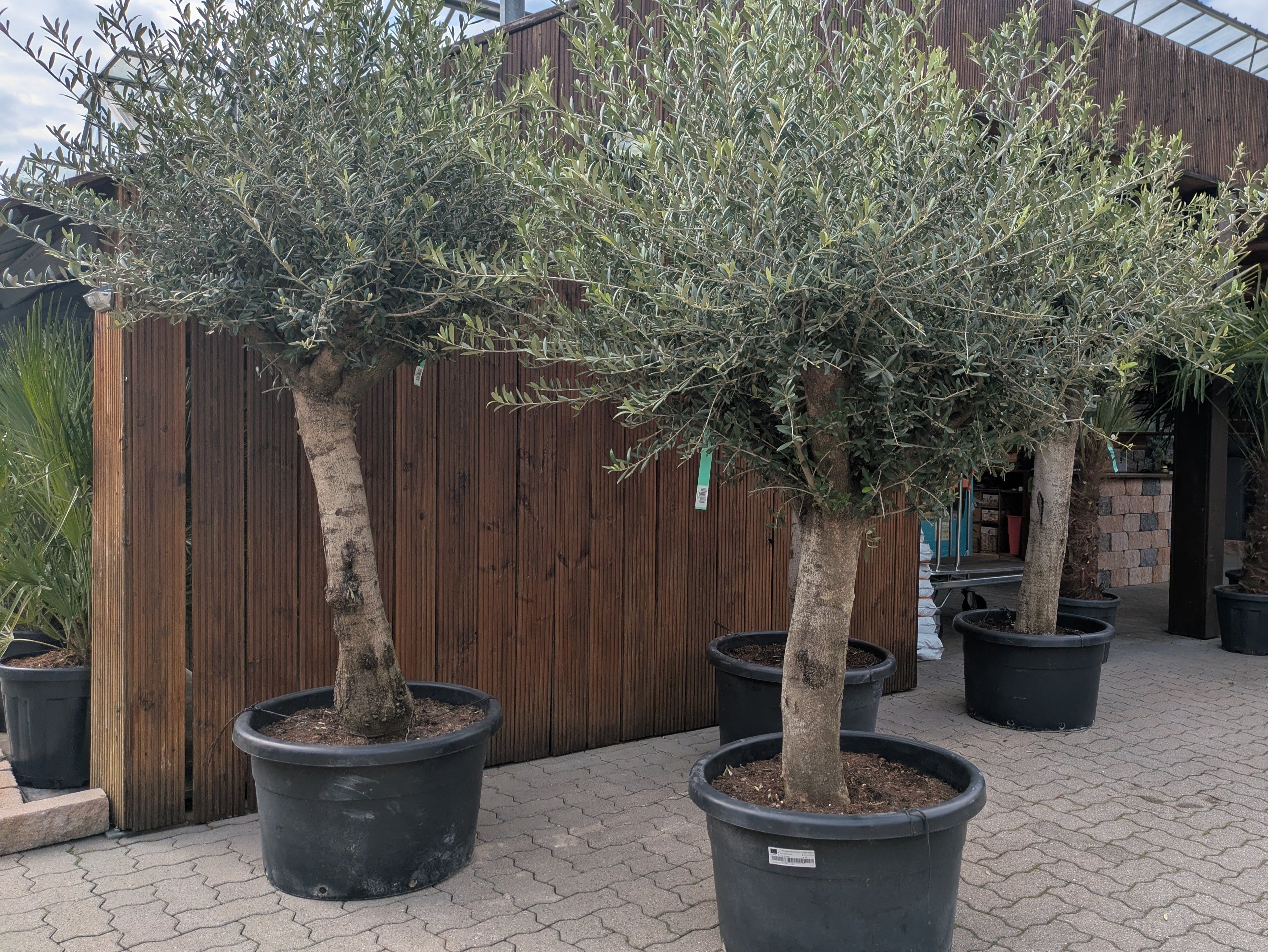 Olea oleaster im toskanagarten