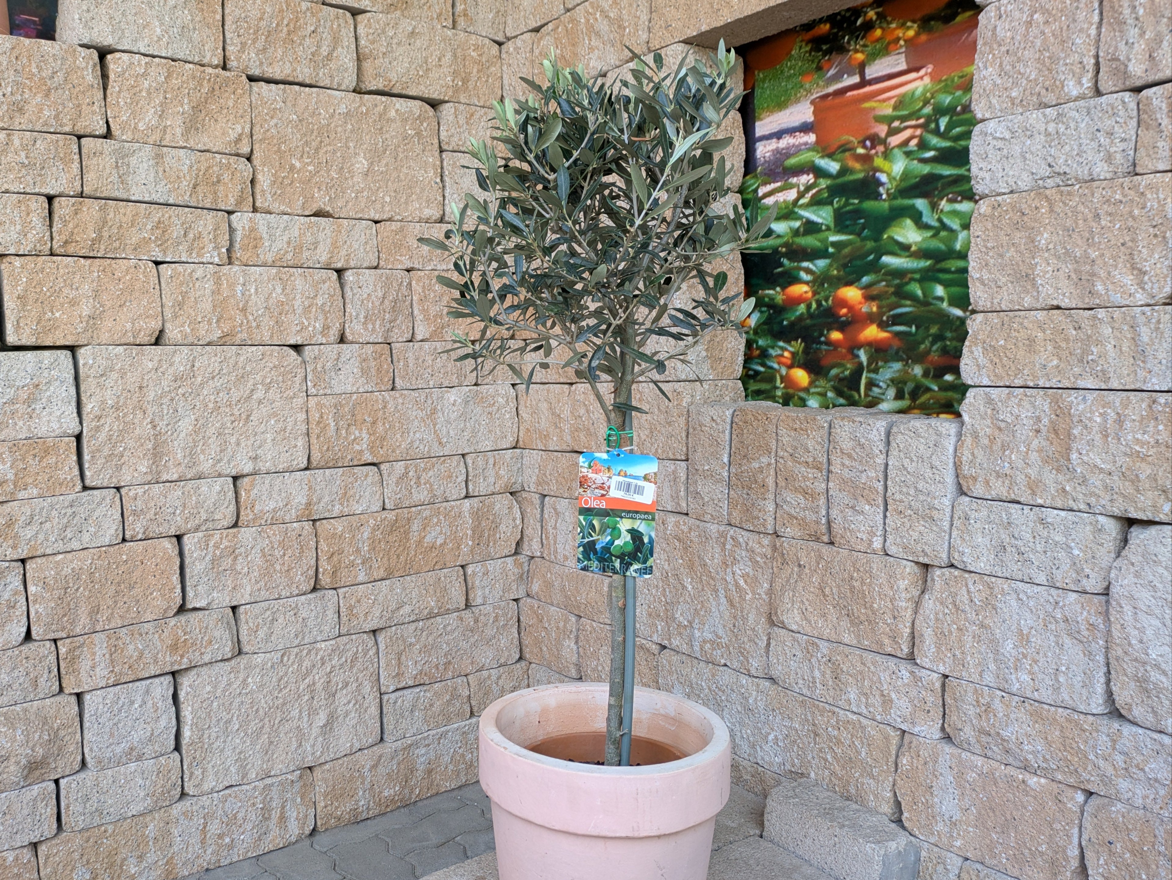Olivenbaum 110cm im Terra Topf