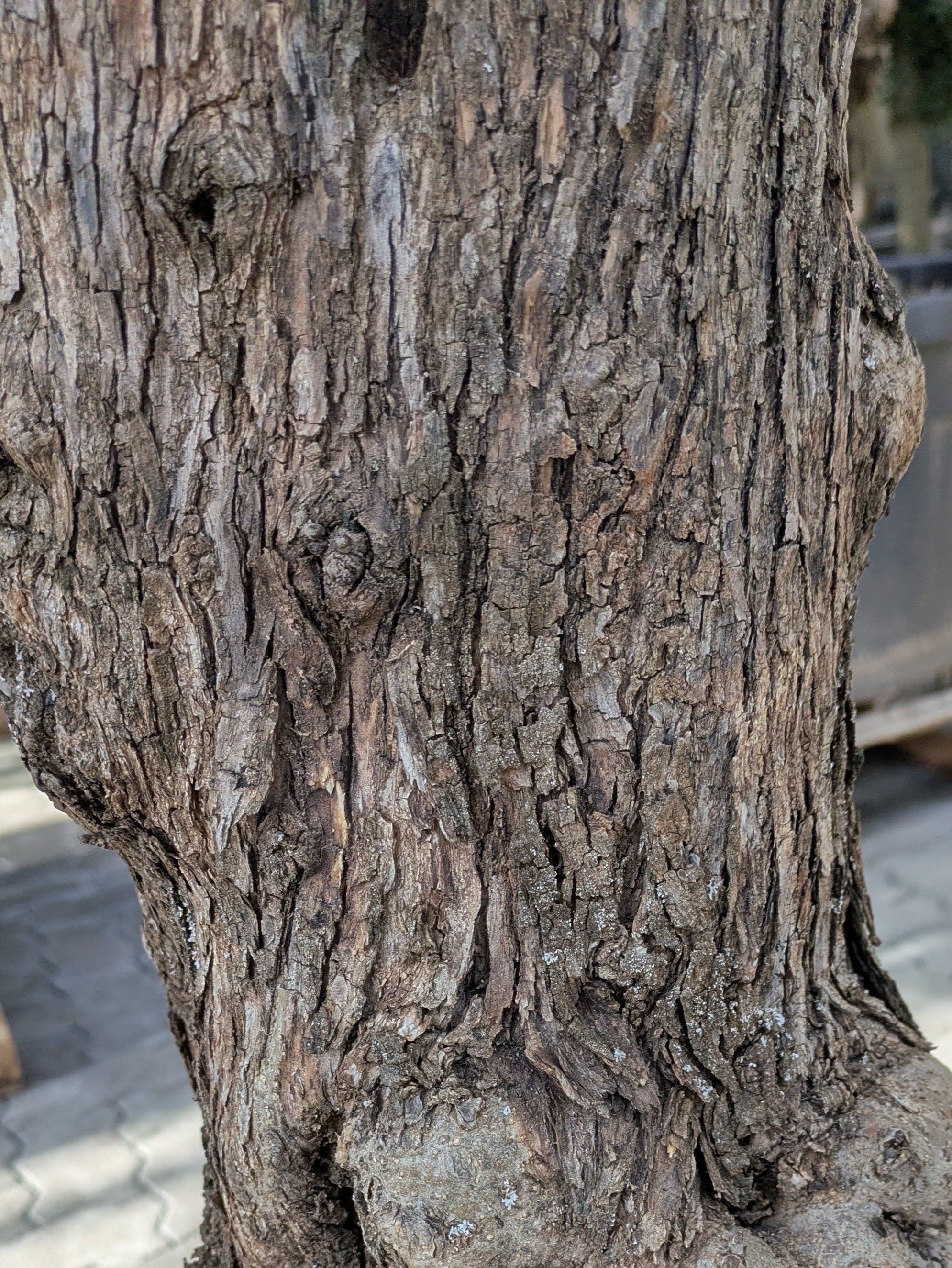 Stamm 160 jähriger Bonsai Bommel Olivenbaum