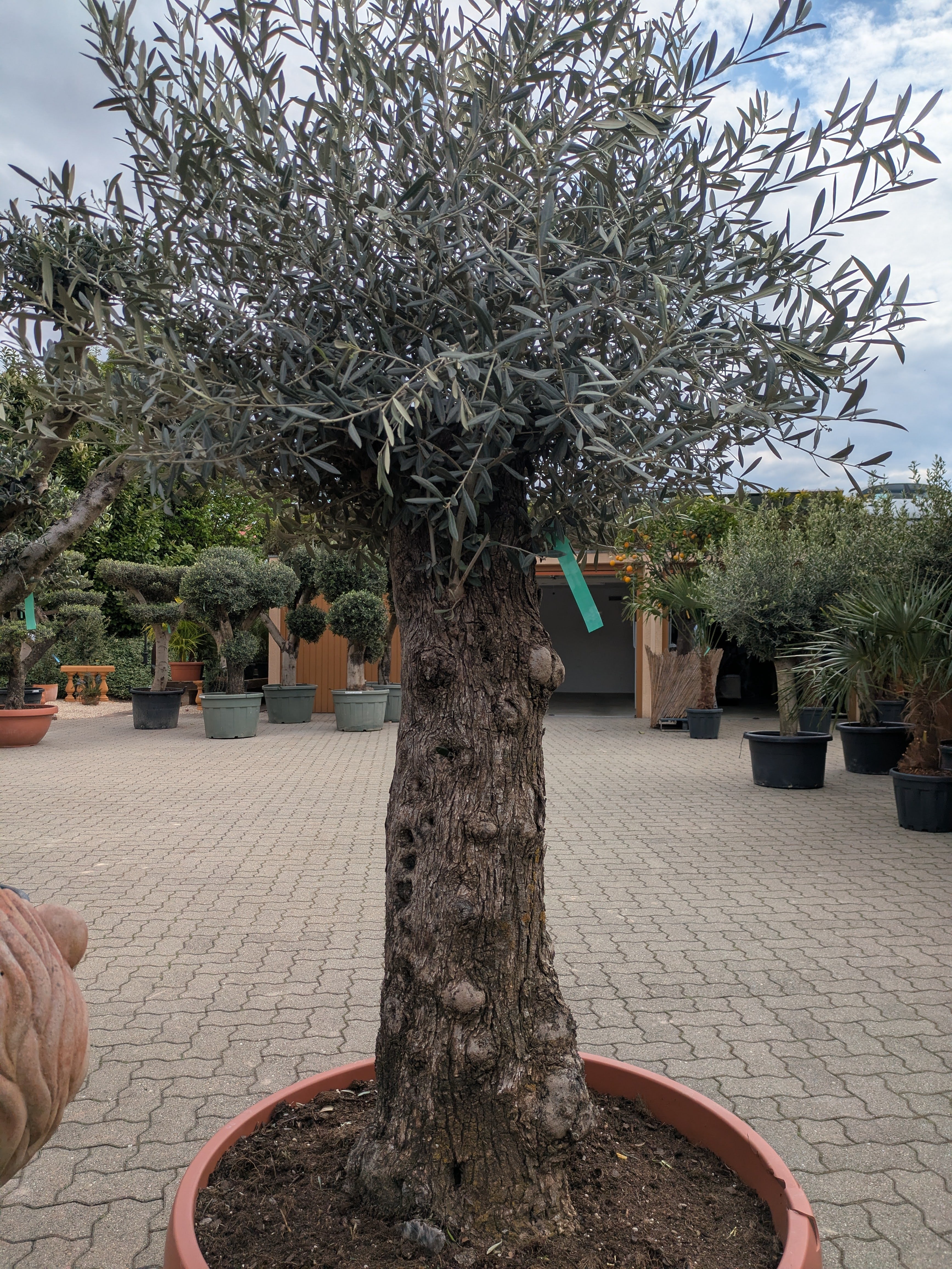140 ähriger Olivenbaum im Toskanagarten Lngenfeld Bonsaiform