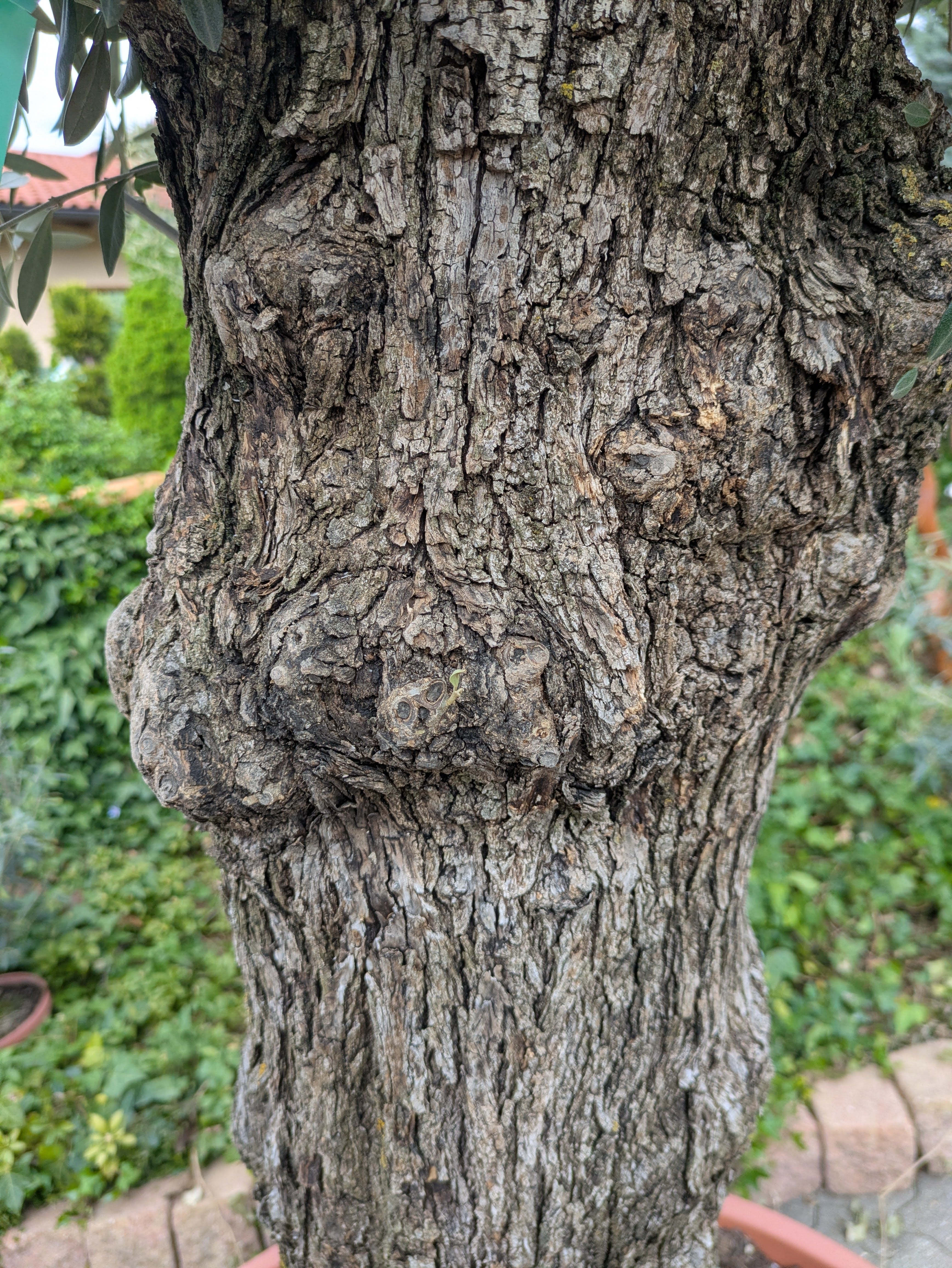 Stamm vom 140 ährigen Olivenbaum im Toskanagarten Lngenfeld