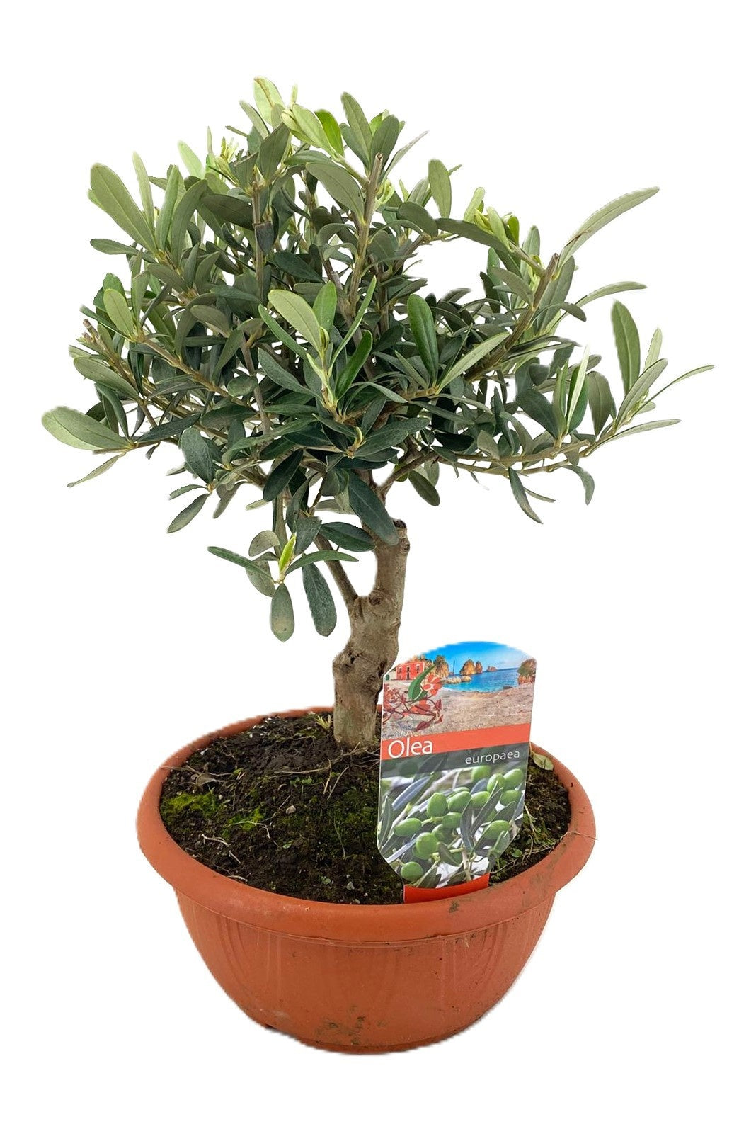 Olivenbaum in einer 21cm Schale