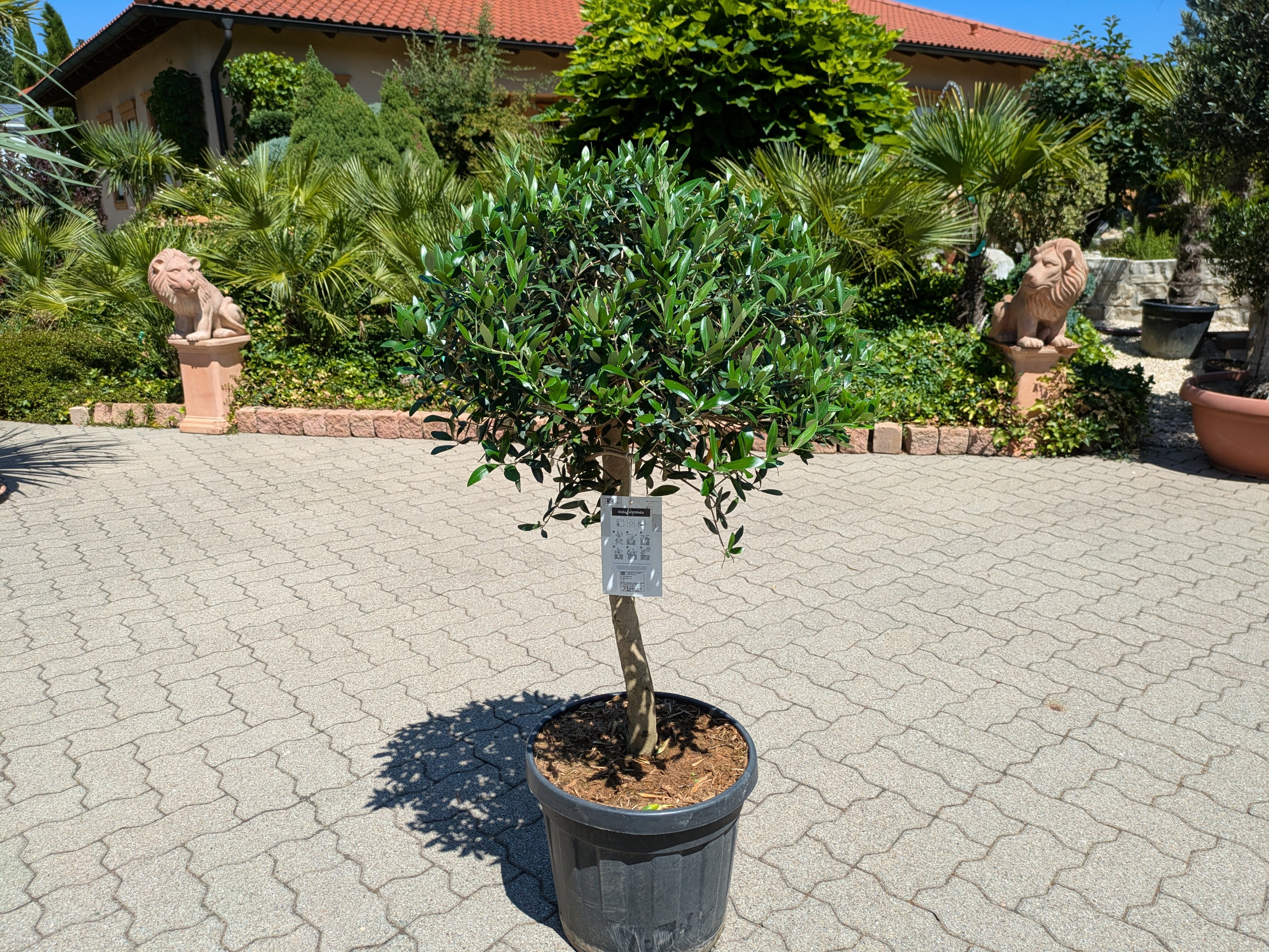Olivenbaum_Palla_ im Schaugarten Lingenfeld