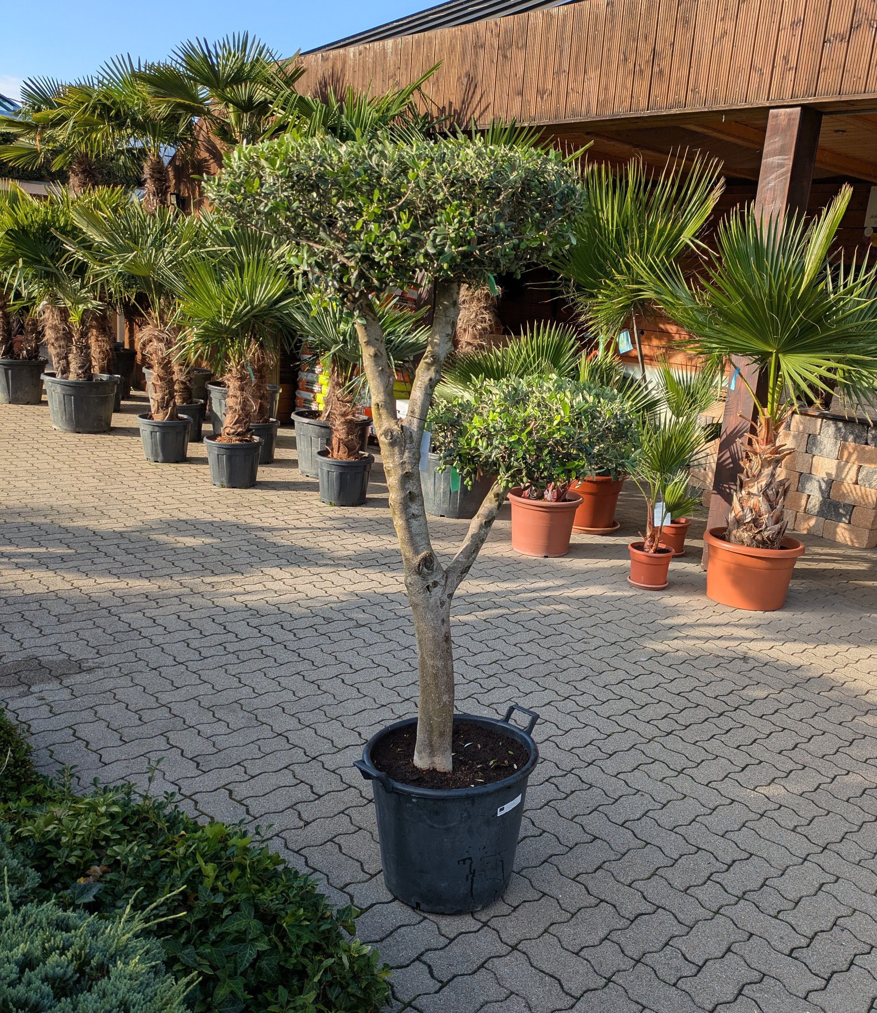 Olivenbaum Pon Pon 190cm in der Gärtnerei Scherer