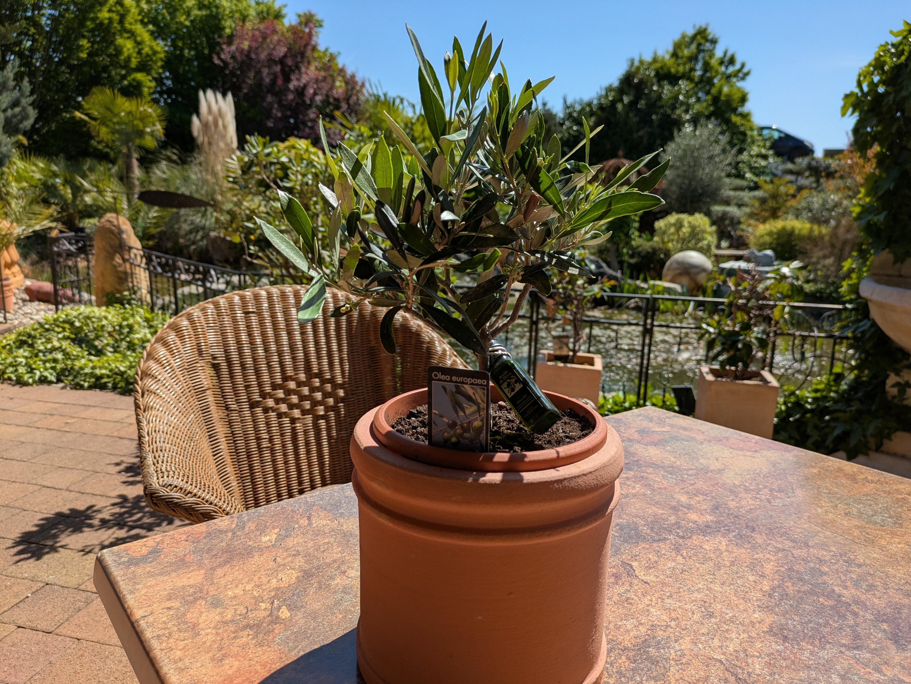 Olivenbäumchen mit Olivenflasche auf Terrasse