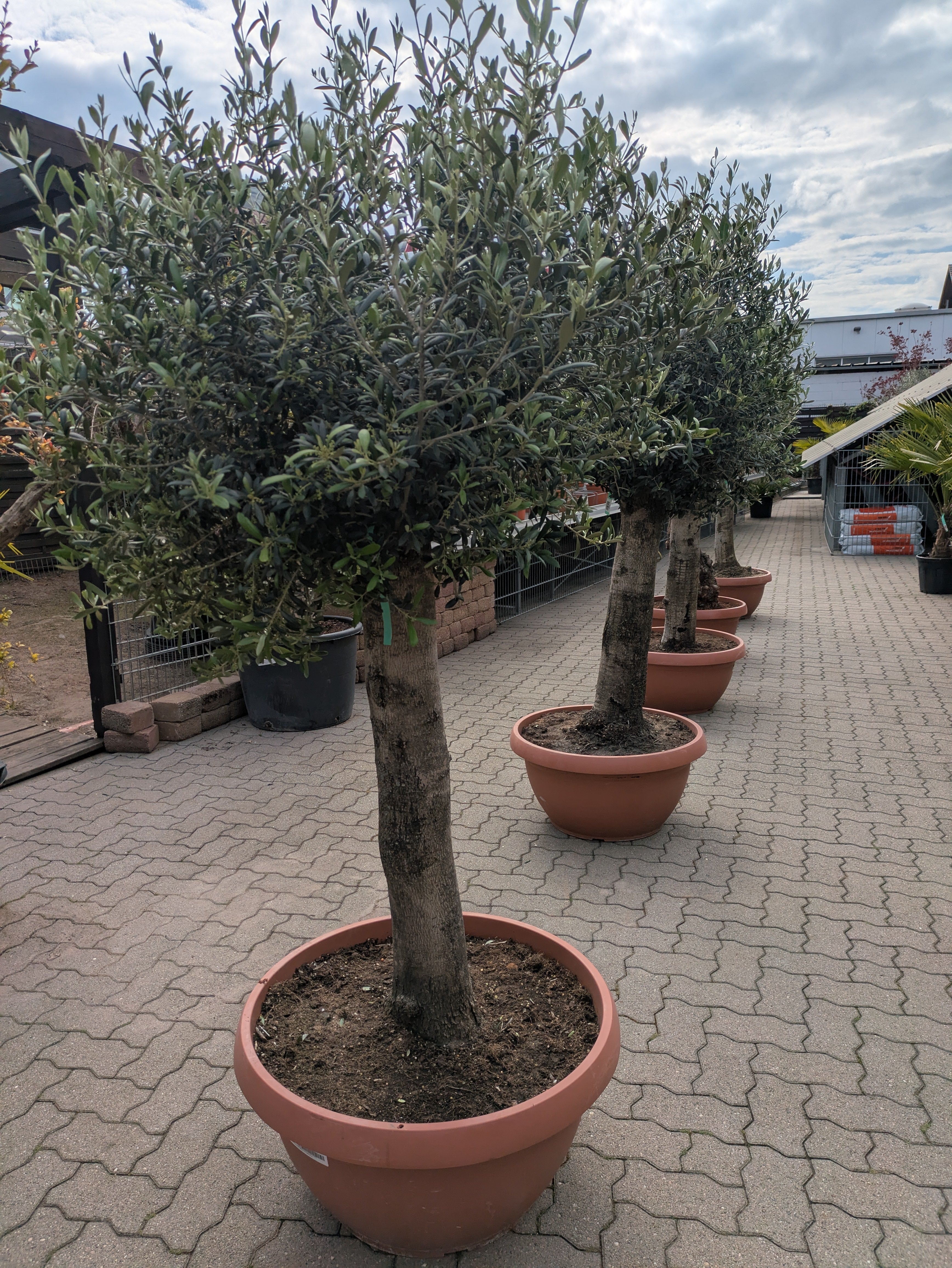 Olivenbaum Pendolino als Bonsai Olive 95 Jahre alt