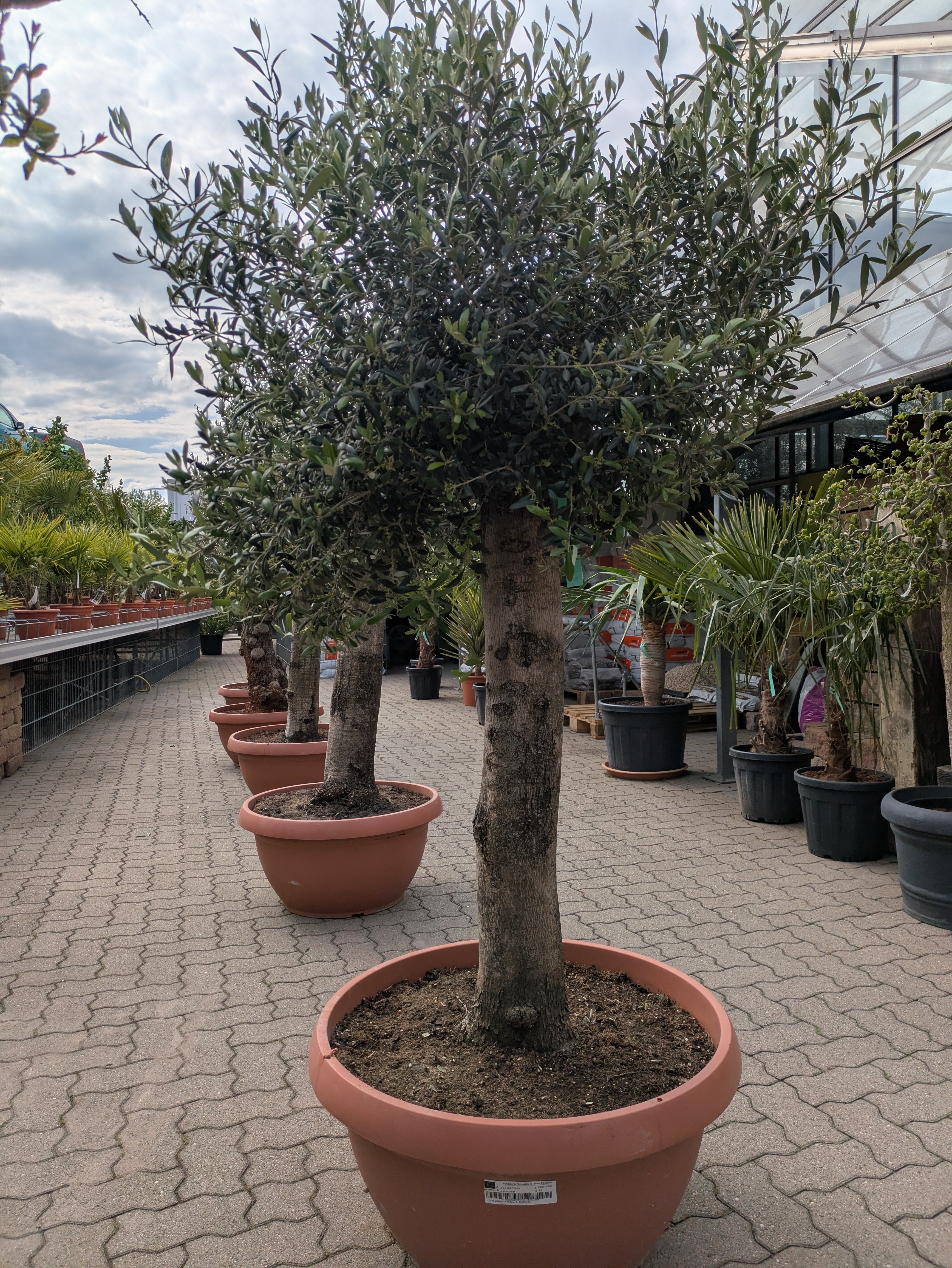 Olivenbaum Pendolino als Bonsai Olive 95 Jahre alt