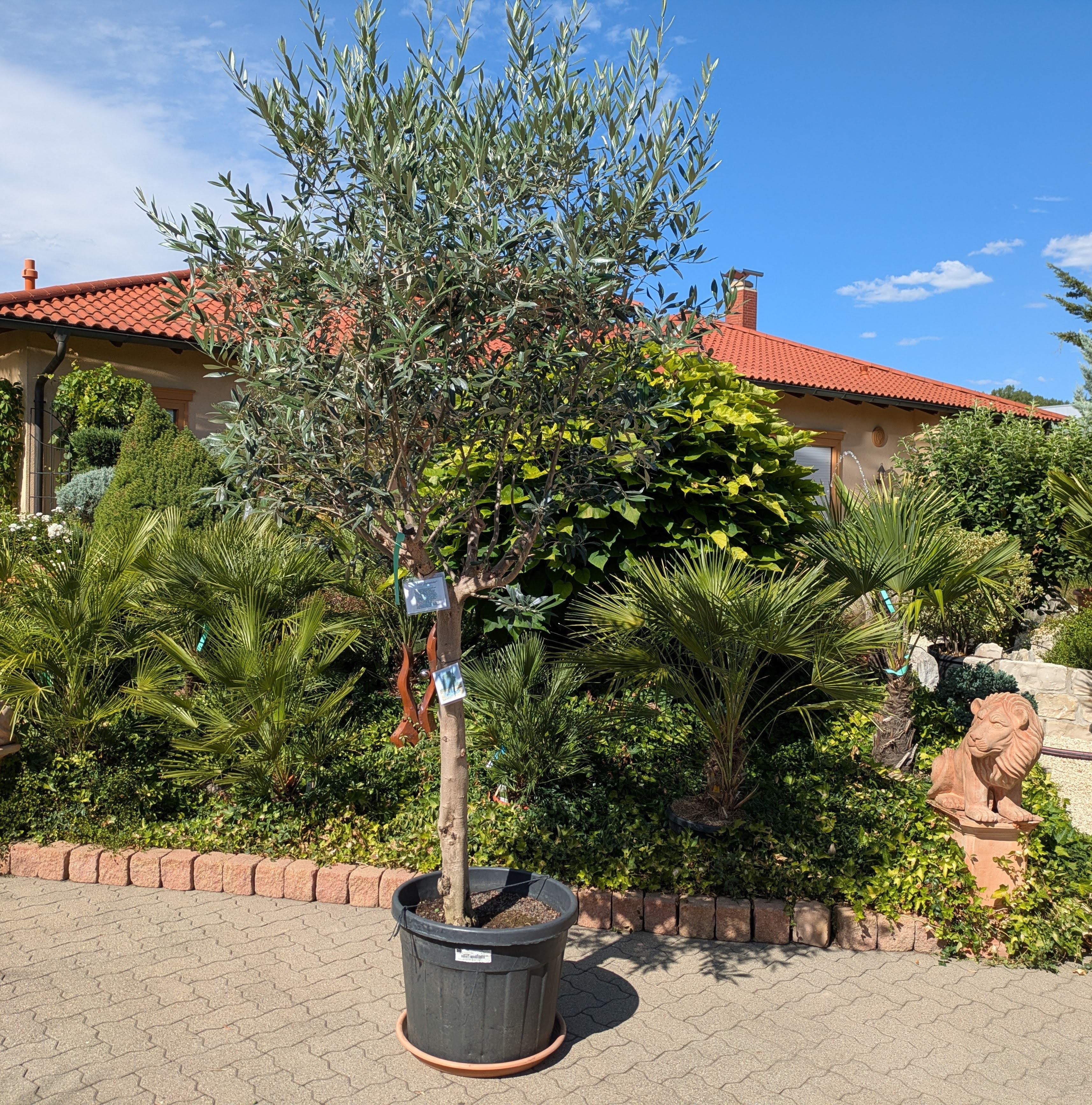 Frantoio Olienbaum in Lingenfeld