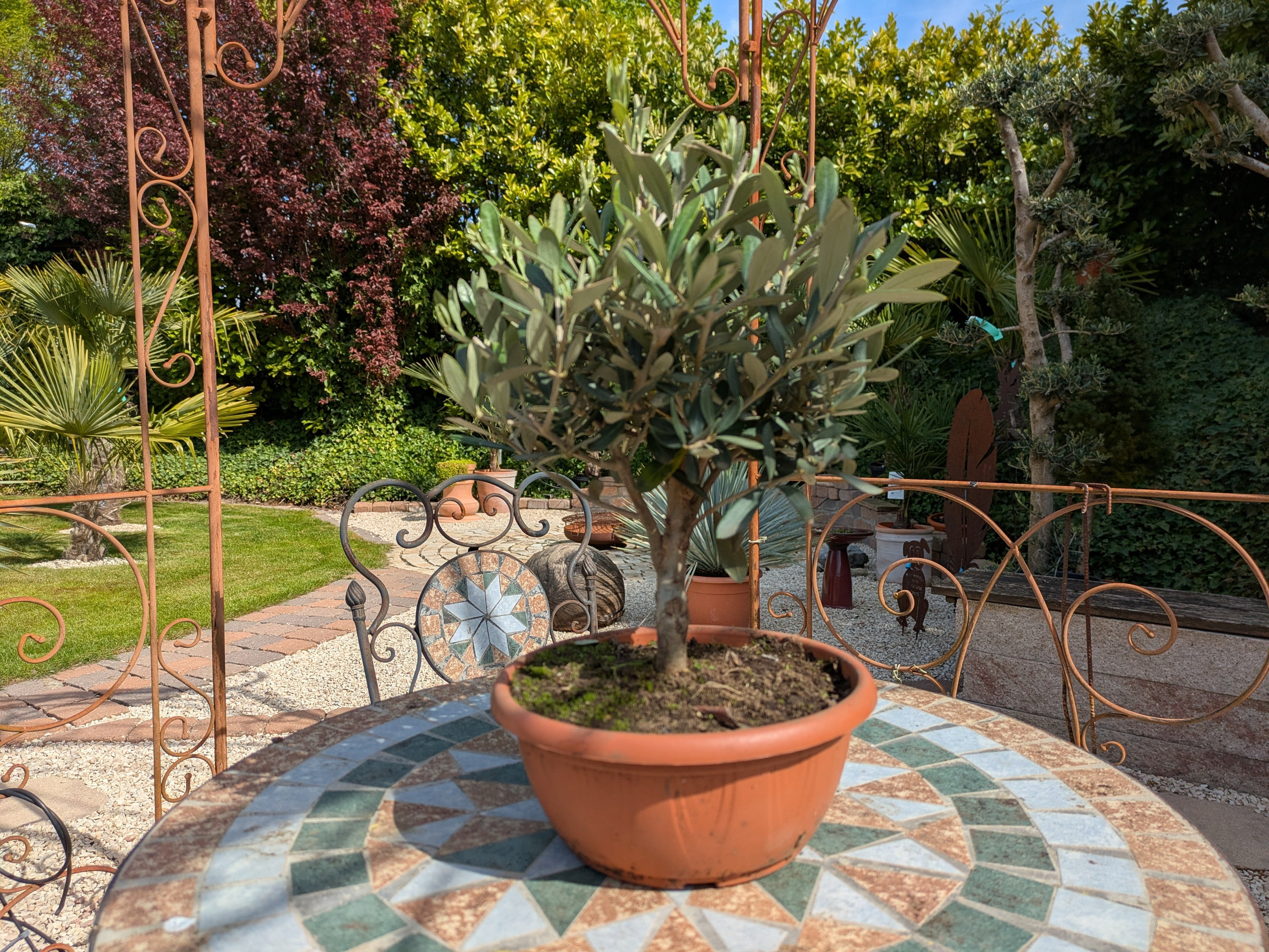 Olivenbonsai im Toskanagarten Lingenfeld