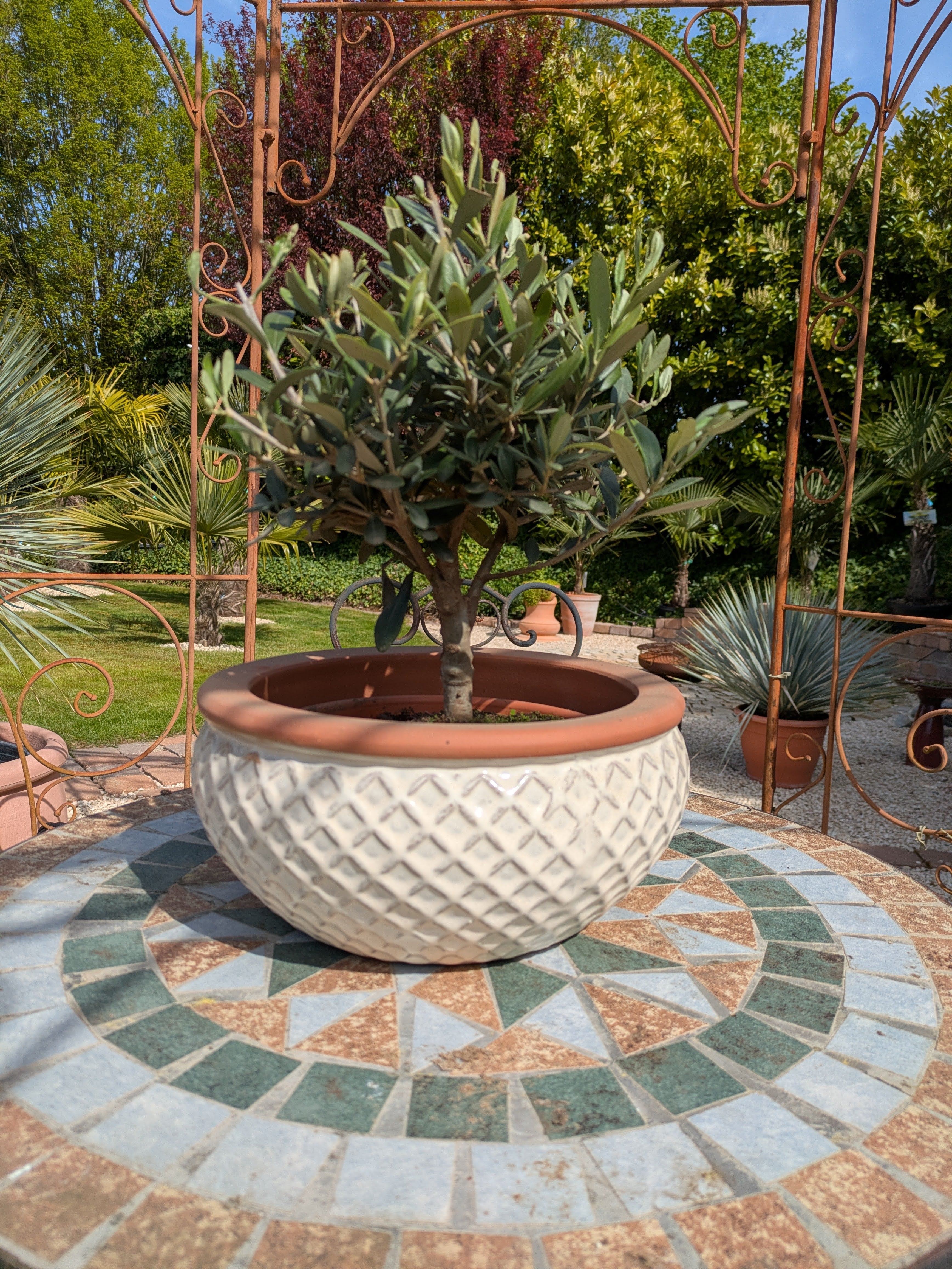 Olivenbonsai im Toskanagarten Lingenfeld Pfalz