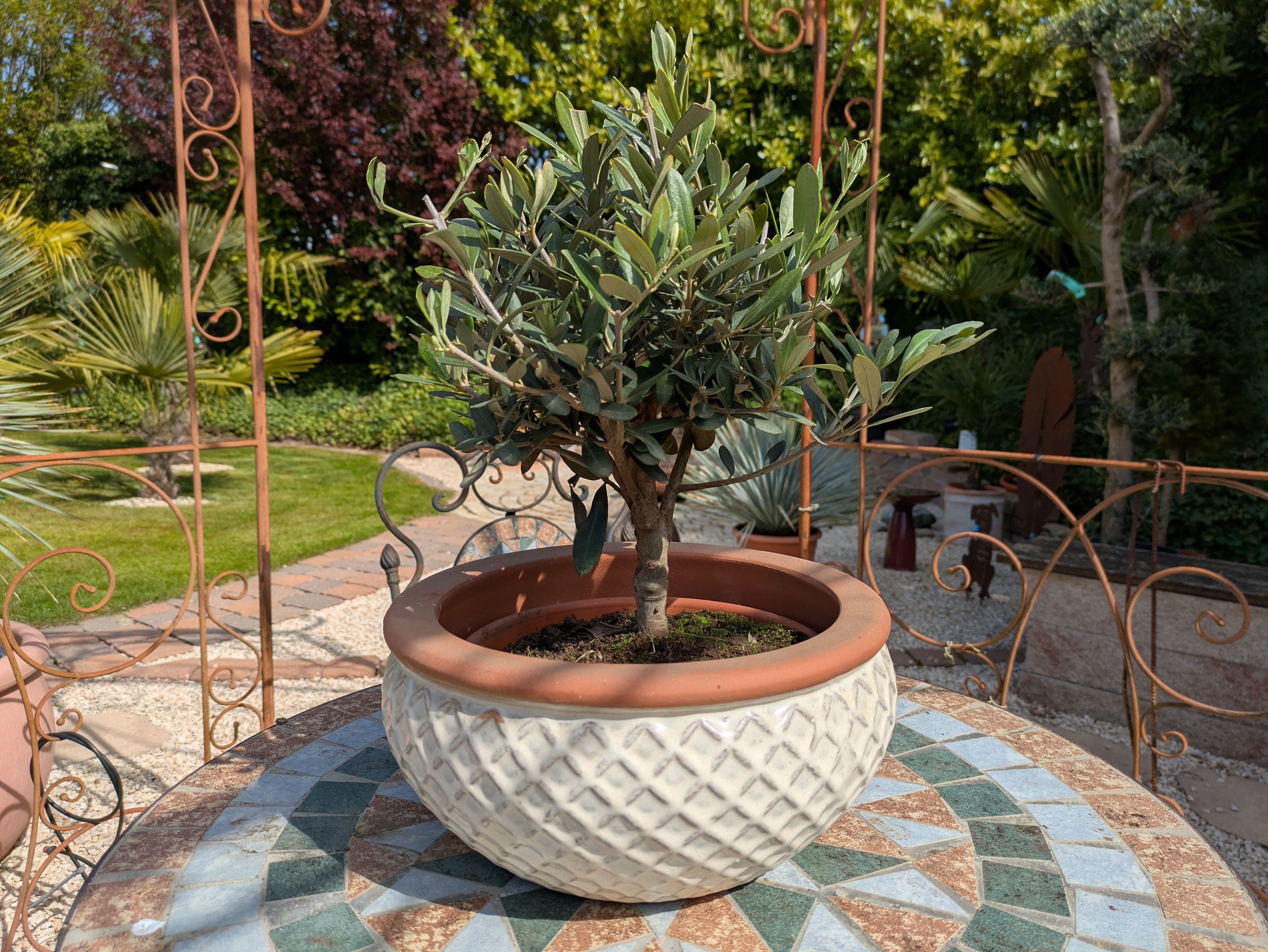 Olivenbonsai in einer Dekoschale im Toskanagarten Lingenfeld