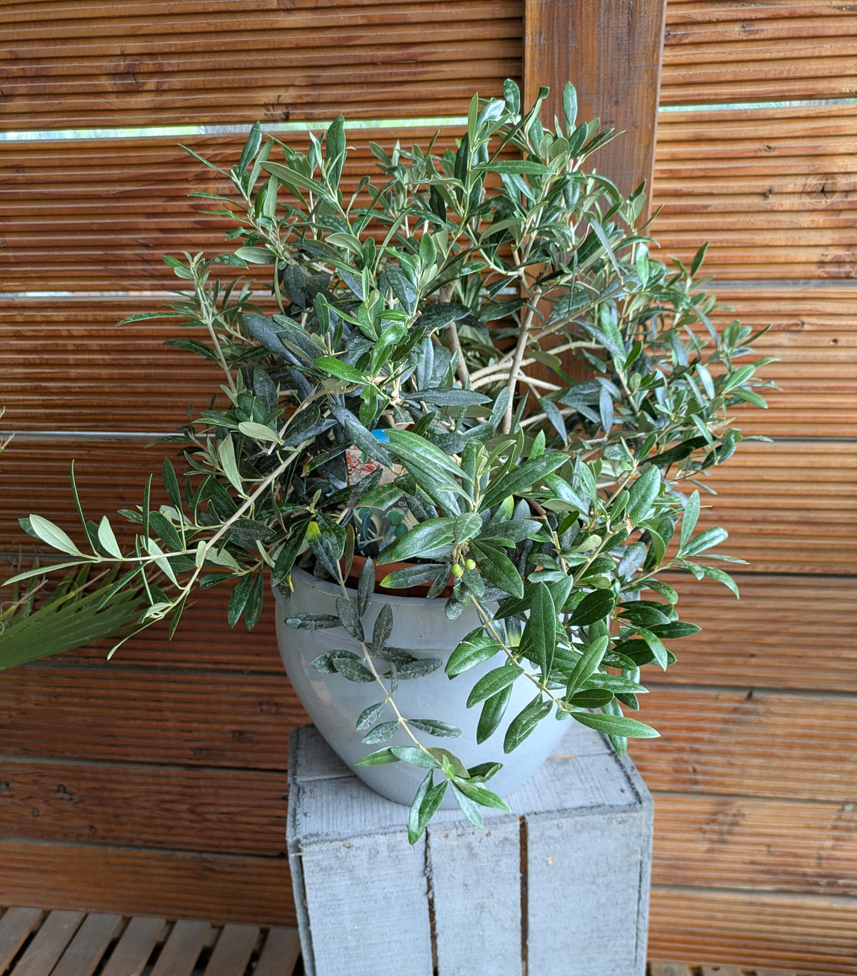 Olivenbusch Bonsaischale im Übertopf