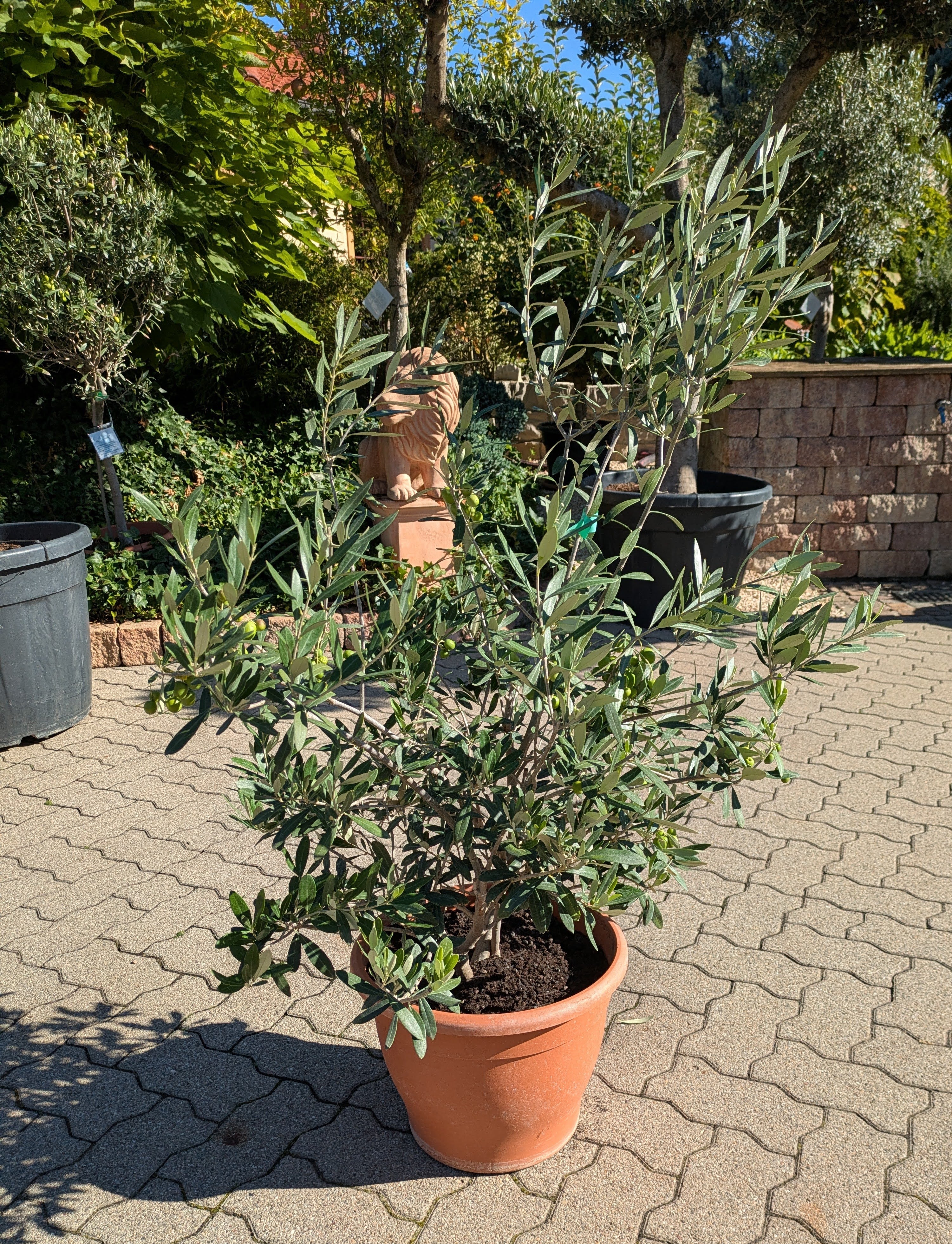 Olivenbusch im Toskanagarten Lingenfeld