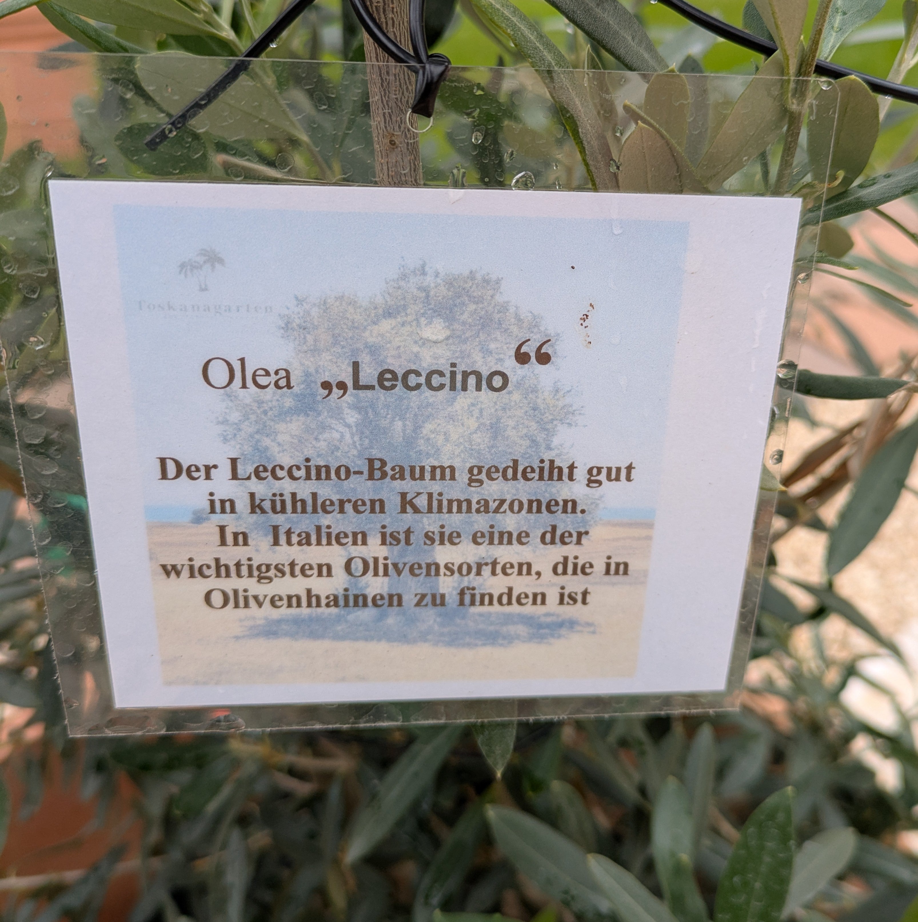 Schild vom Olivenbusch im Toskanagarten
