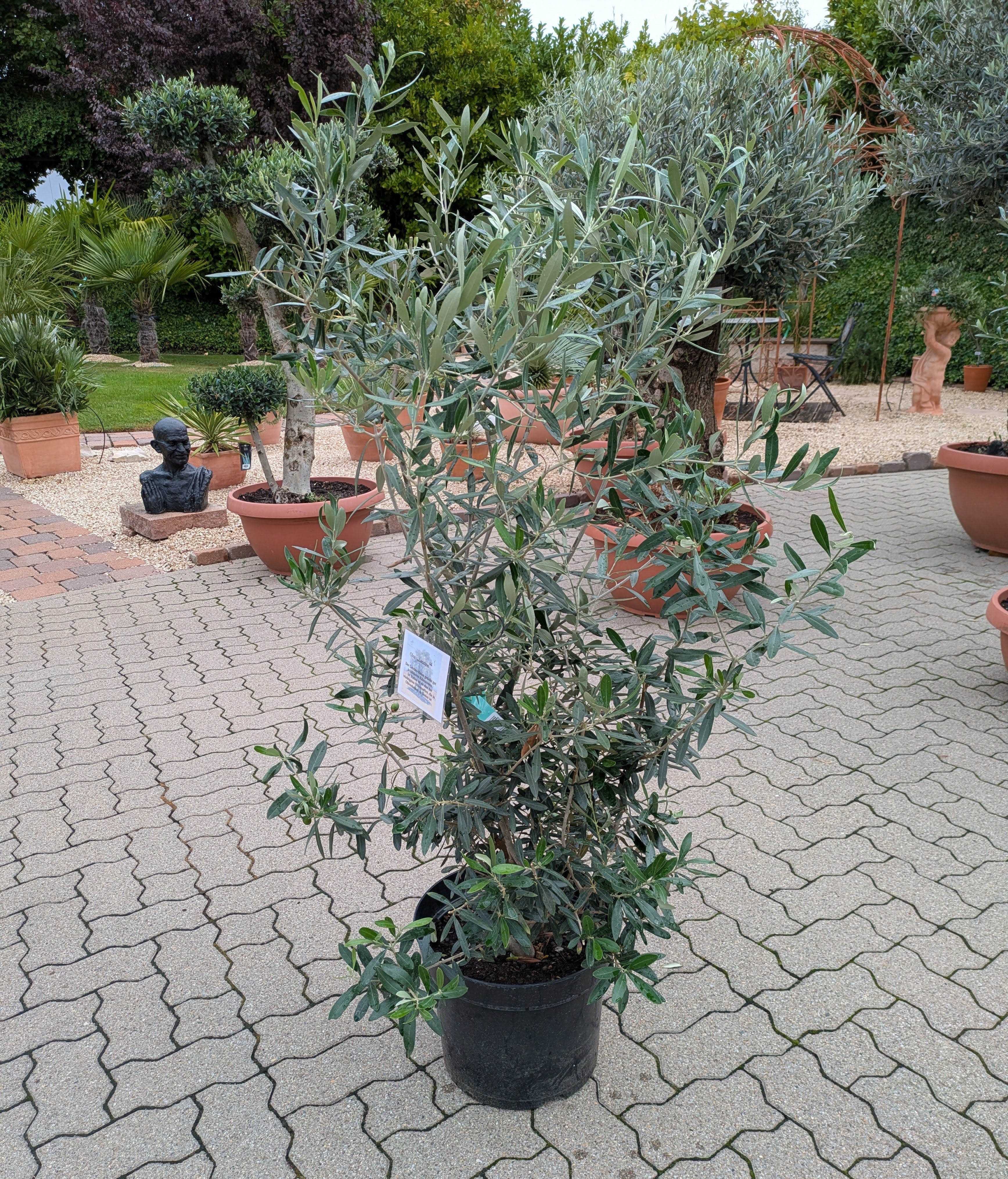 Olivenbusch im Toskanagarten Lingenfeld