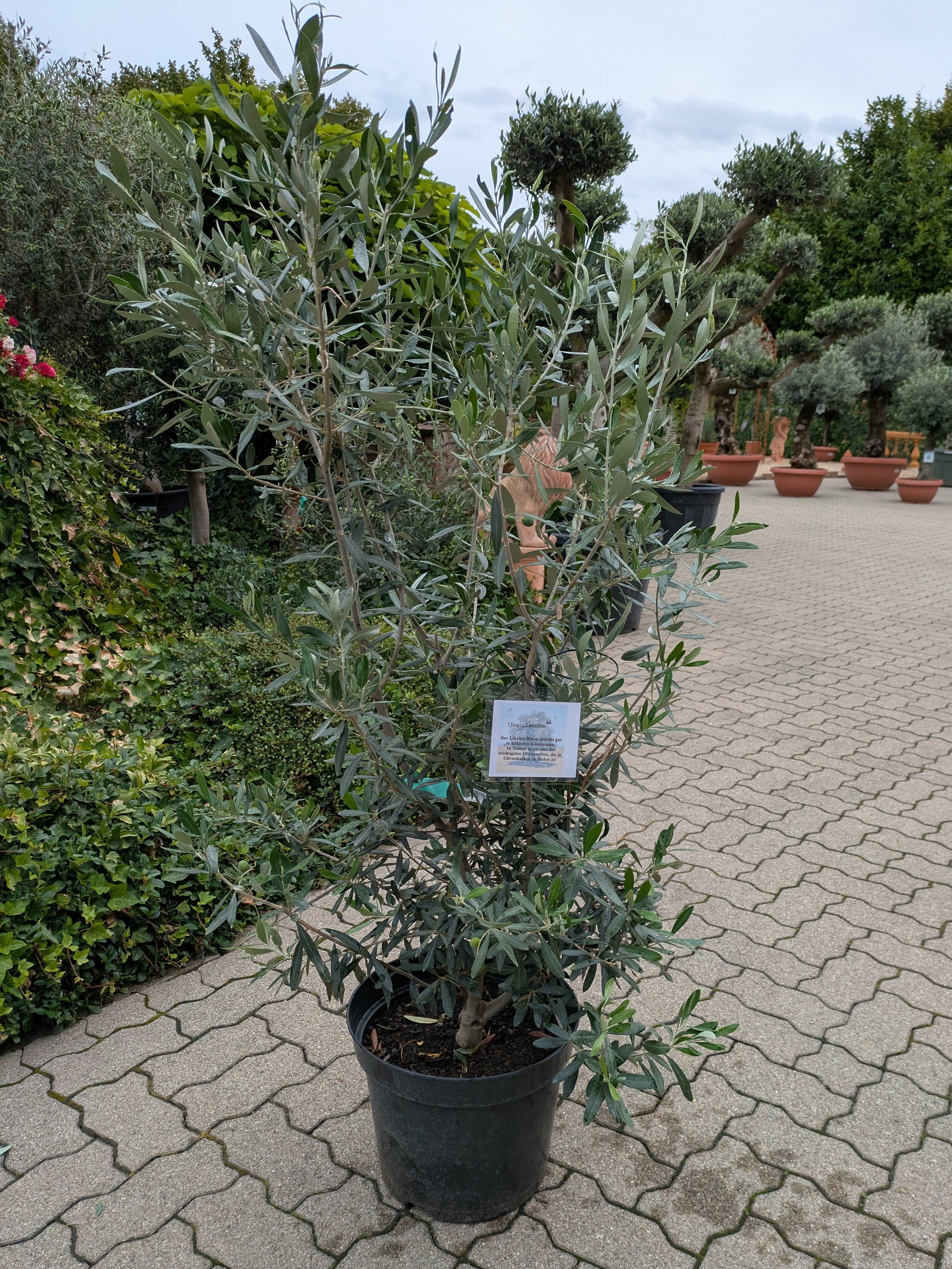 Olivenbusch im Toskanagarten/ Pfalz