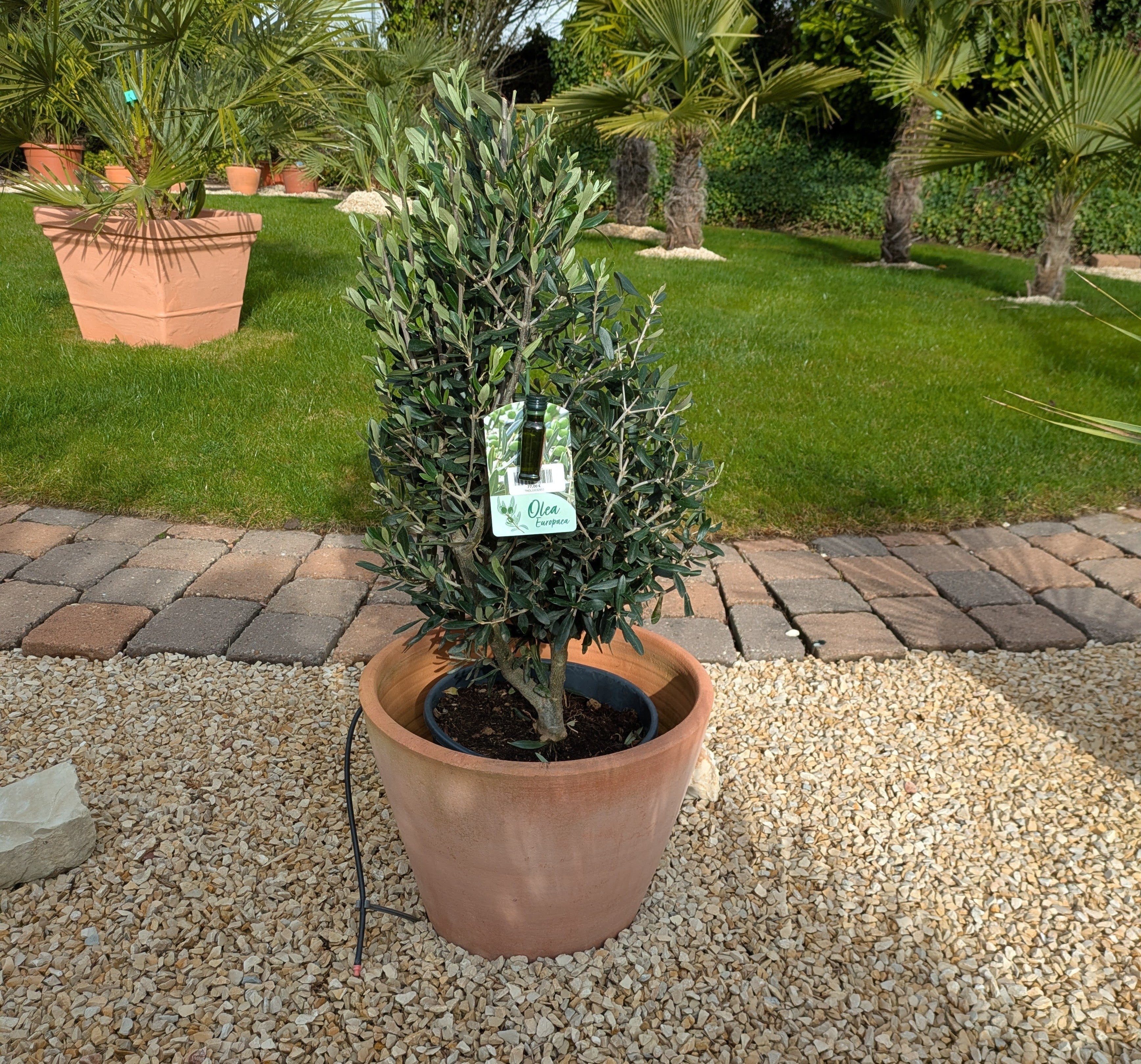 Olivenbusch Kegelform " Arbusto"